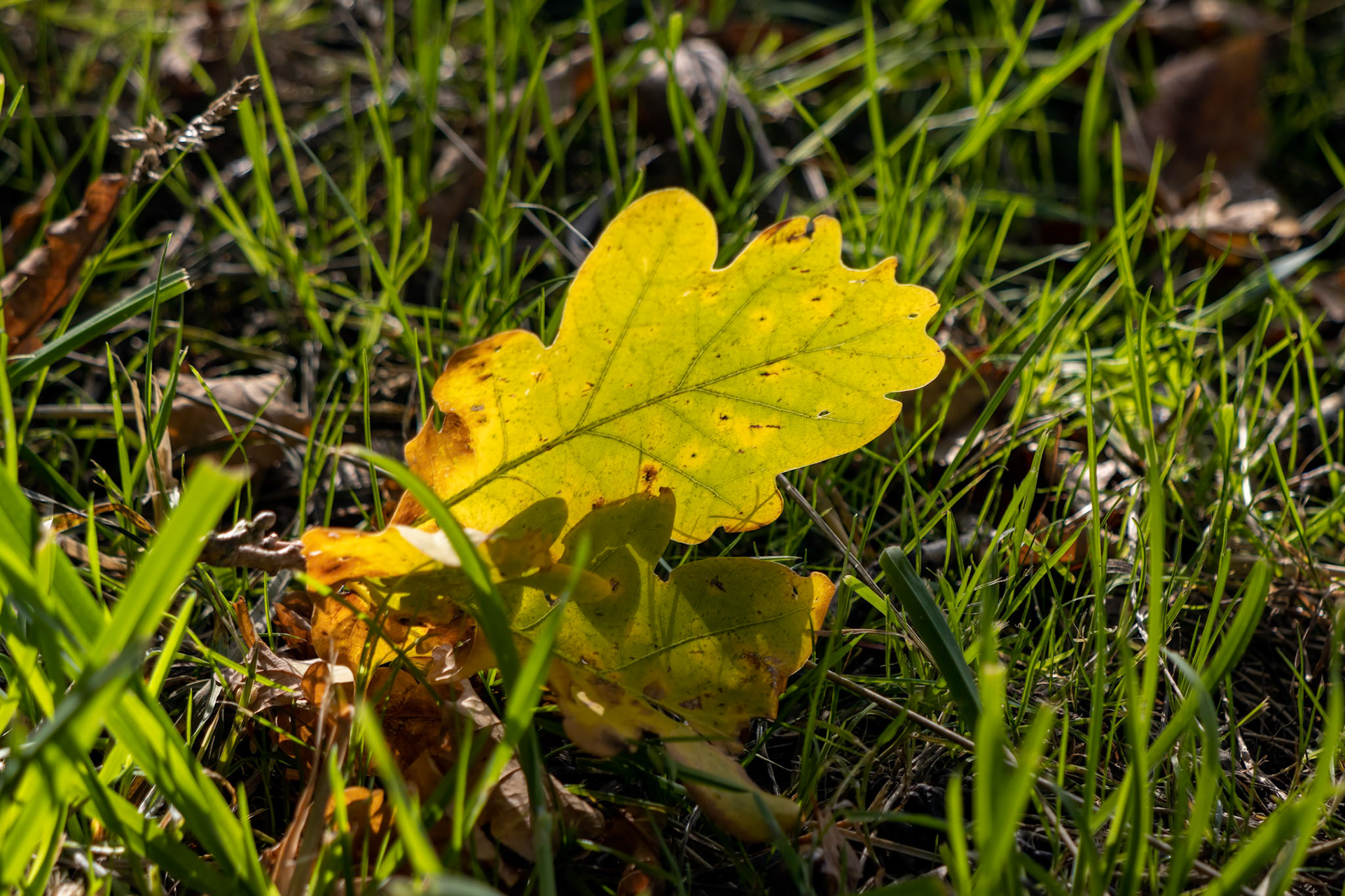 Fallen Oak leaves on the ground in autumn