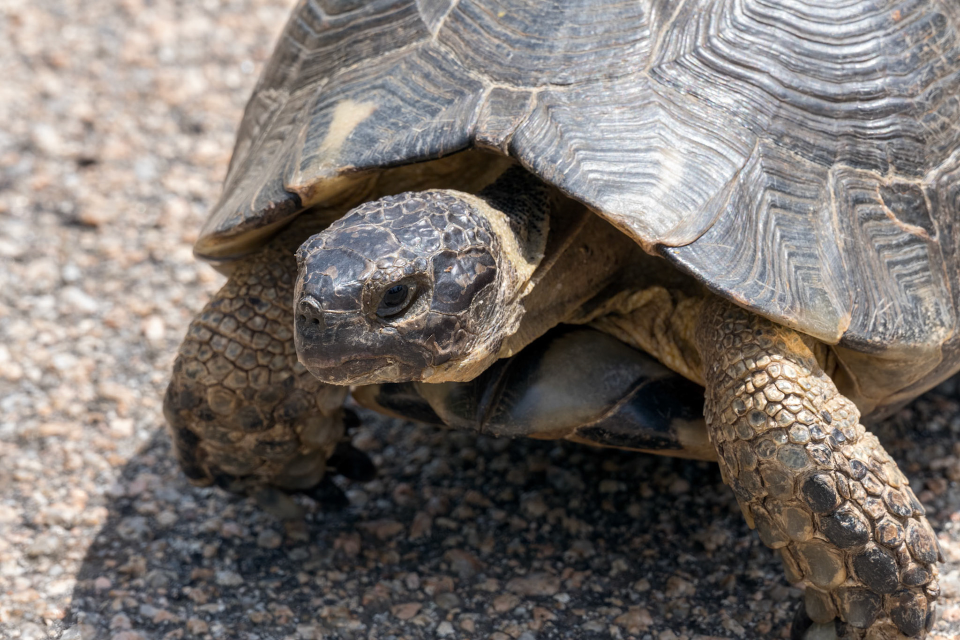 Sardinian Marginated Tortoise (Testudo marginata)
