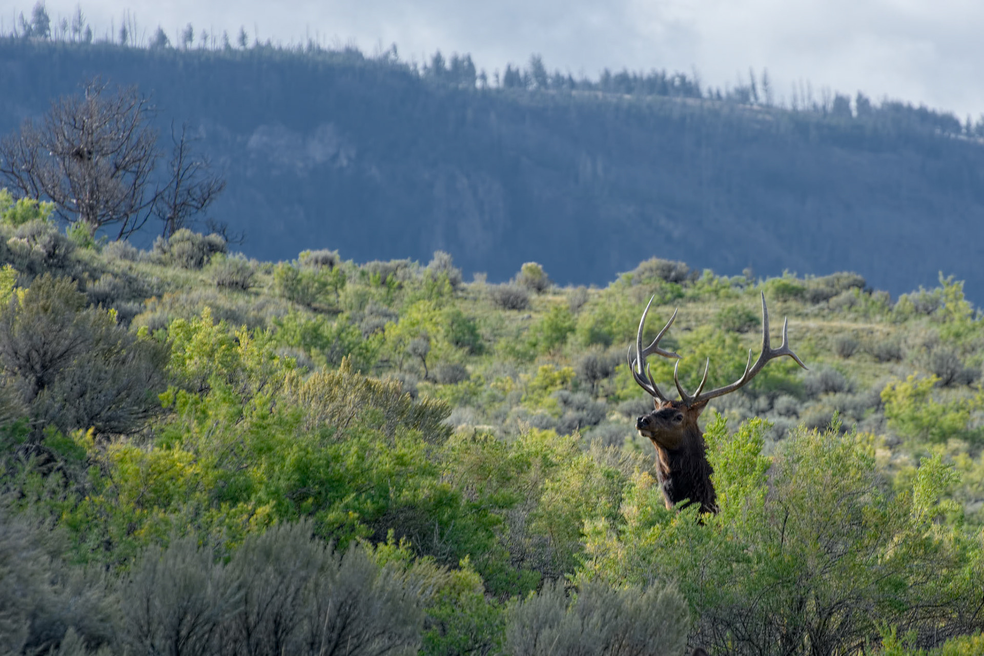 Elk or Wapiti (Cervus canadensis)