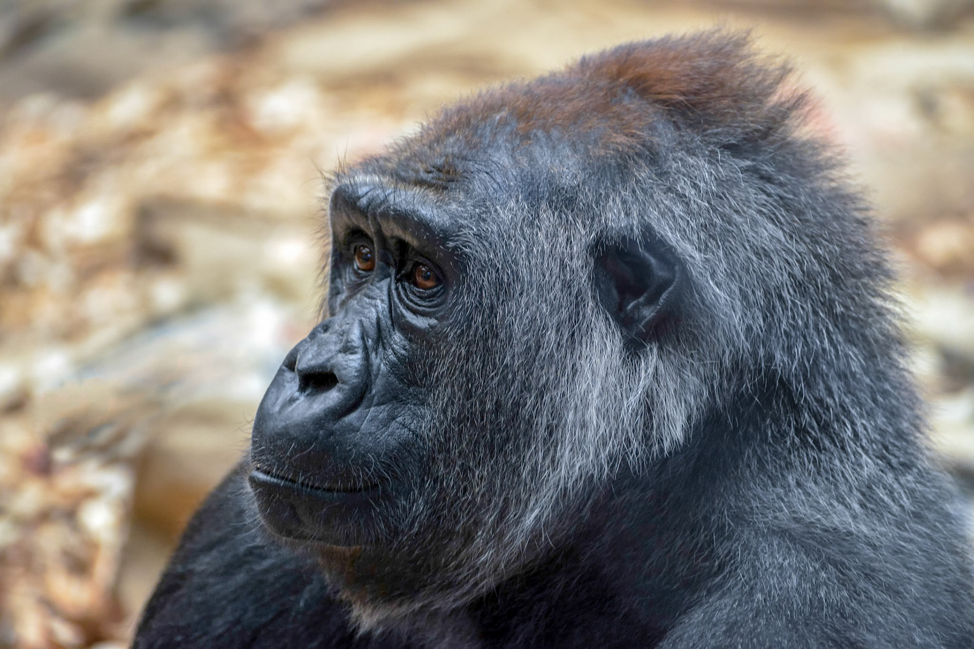 Western Lowland Gorilla (Gorilla gorilla gorilla)