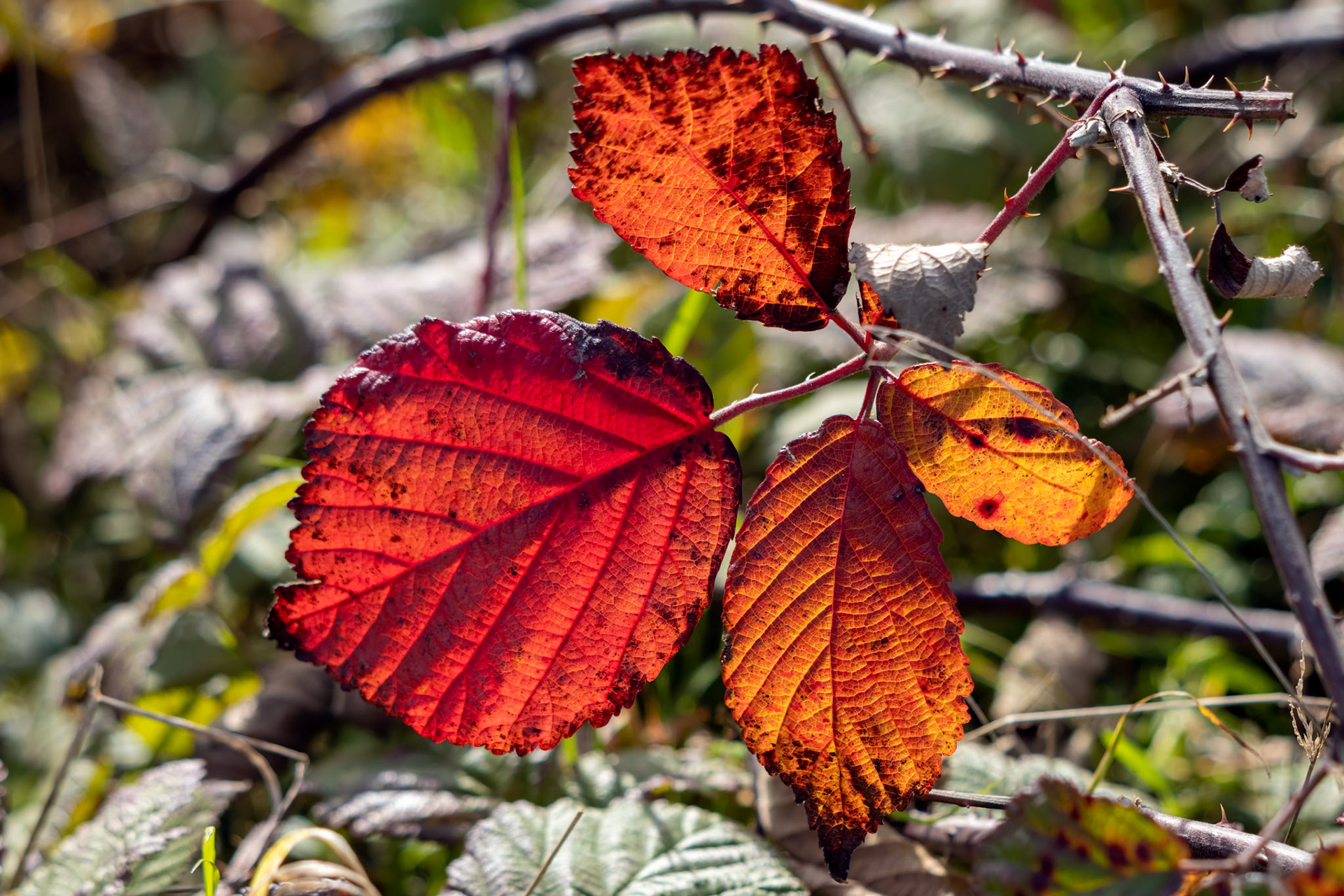 Close up of some Blackberry leaves fallen tp the ground sunlit in the autumn sunshine