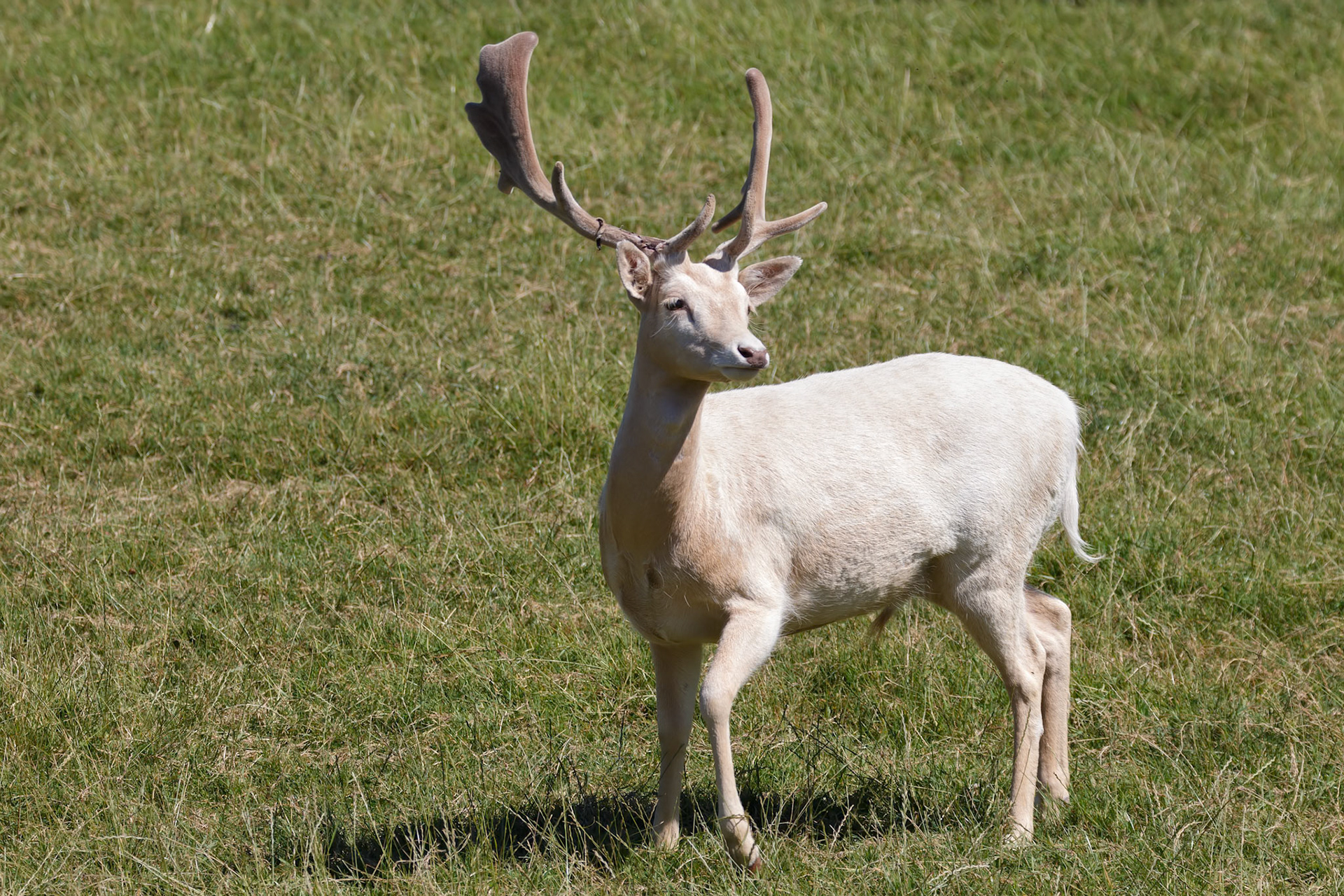 Male albino Fallow Deer (Dama dama) Standing in the sunshine