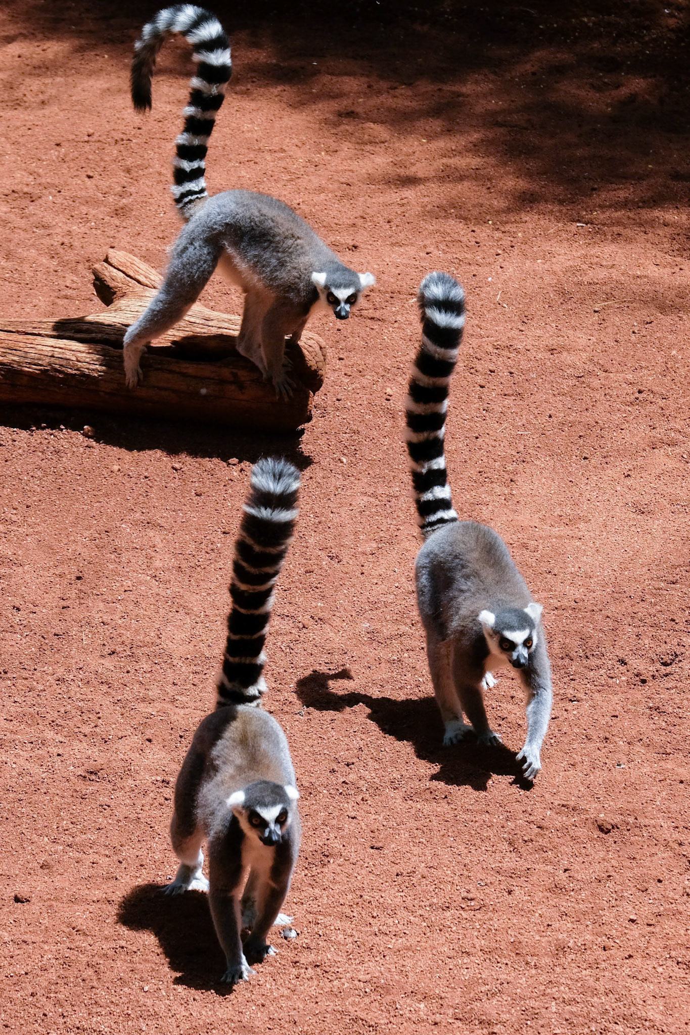 FUENGIROLA, ANDALUCIA/SPAIN - JULY 4 : Ring-tailed Lemurs (Lemur catta) at the Bioparc in Fuengirola Costa del Sol Spain on July 4, 2017