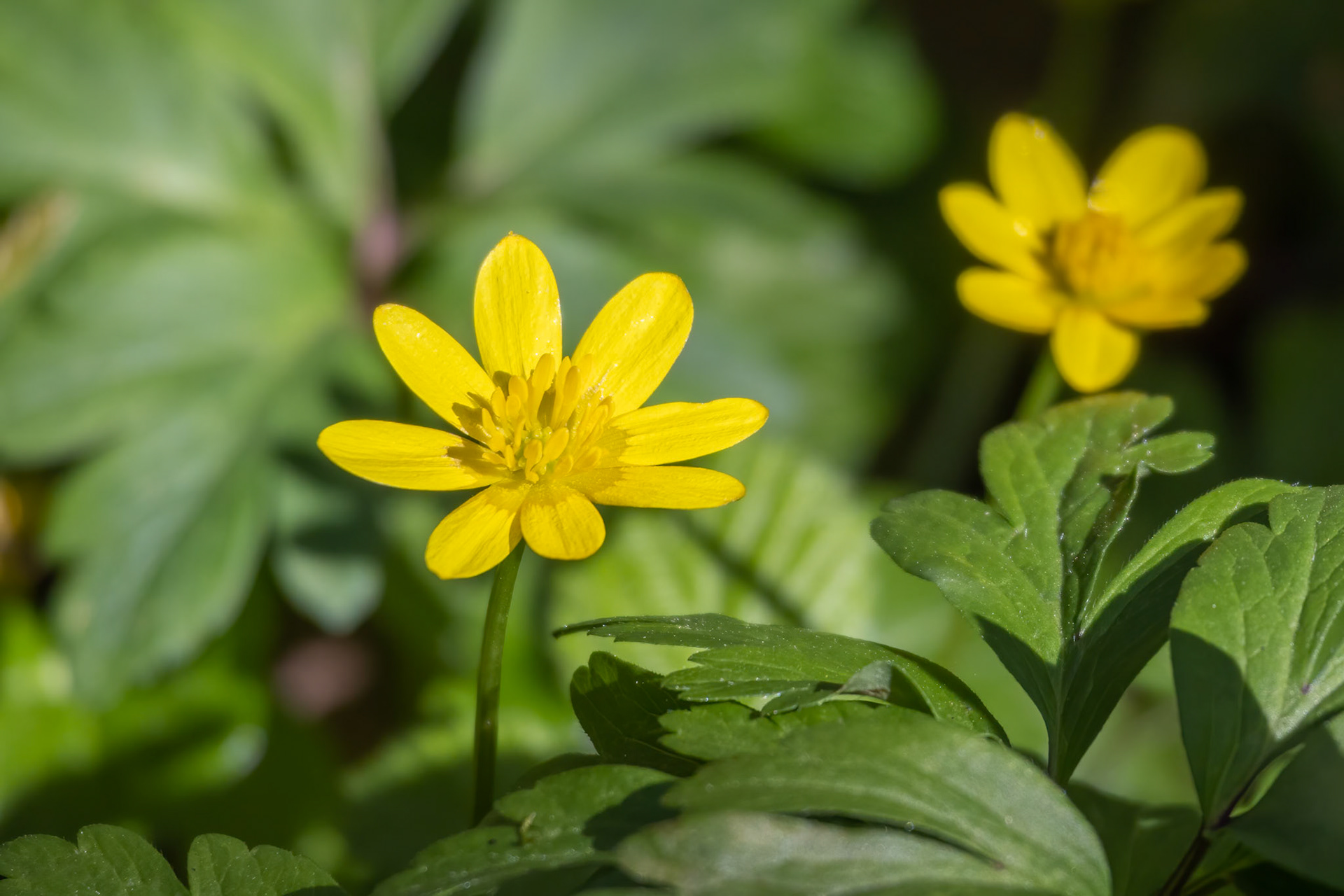 Lesser Celandine, Ranunculus ficaria, flowering in East Grinstead