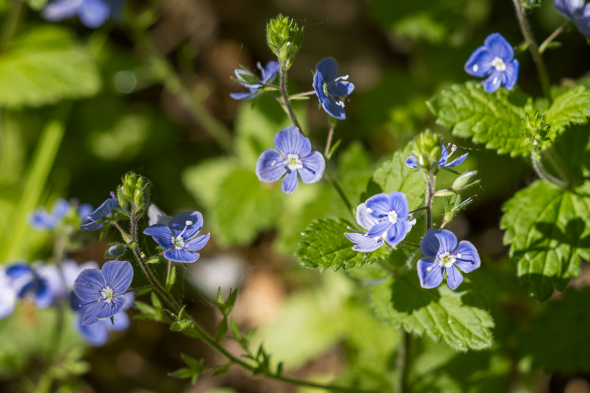 Germander Speedwell (Veronica chamaedrys) growing in springtime in Sussex