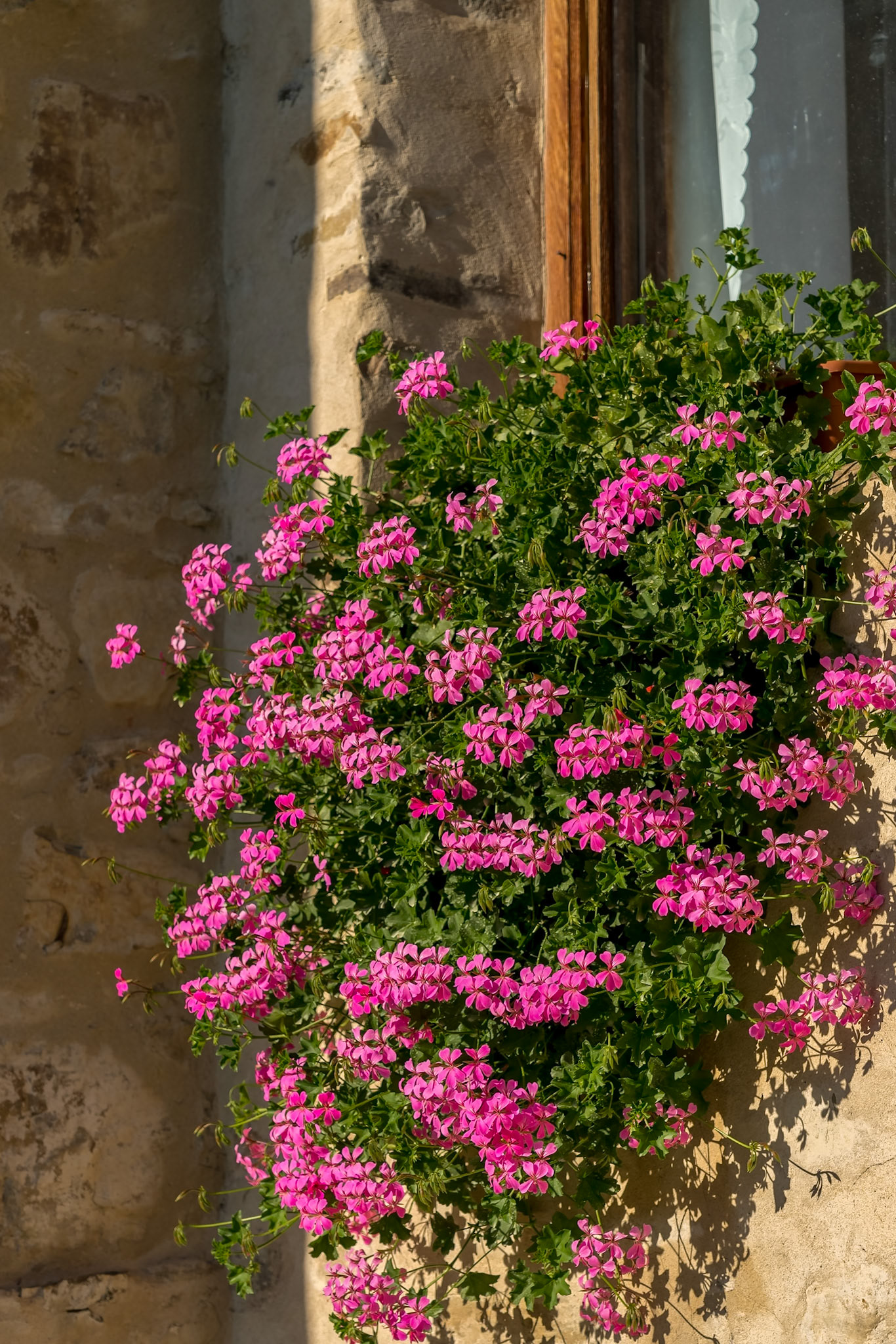 SUCEVITA, MOLDOVIA/ROMANIA - SEPTEMBER 18 : Pink Geranium flowering against a wall at the Monastery in Sucevita in Moldovia Romania on September 18, 2018