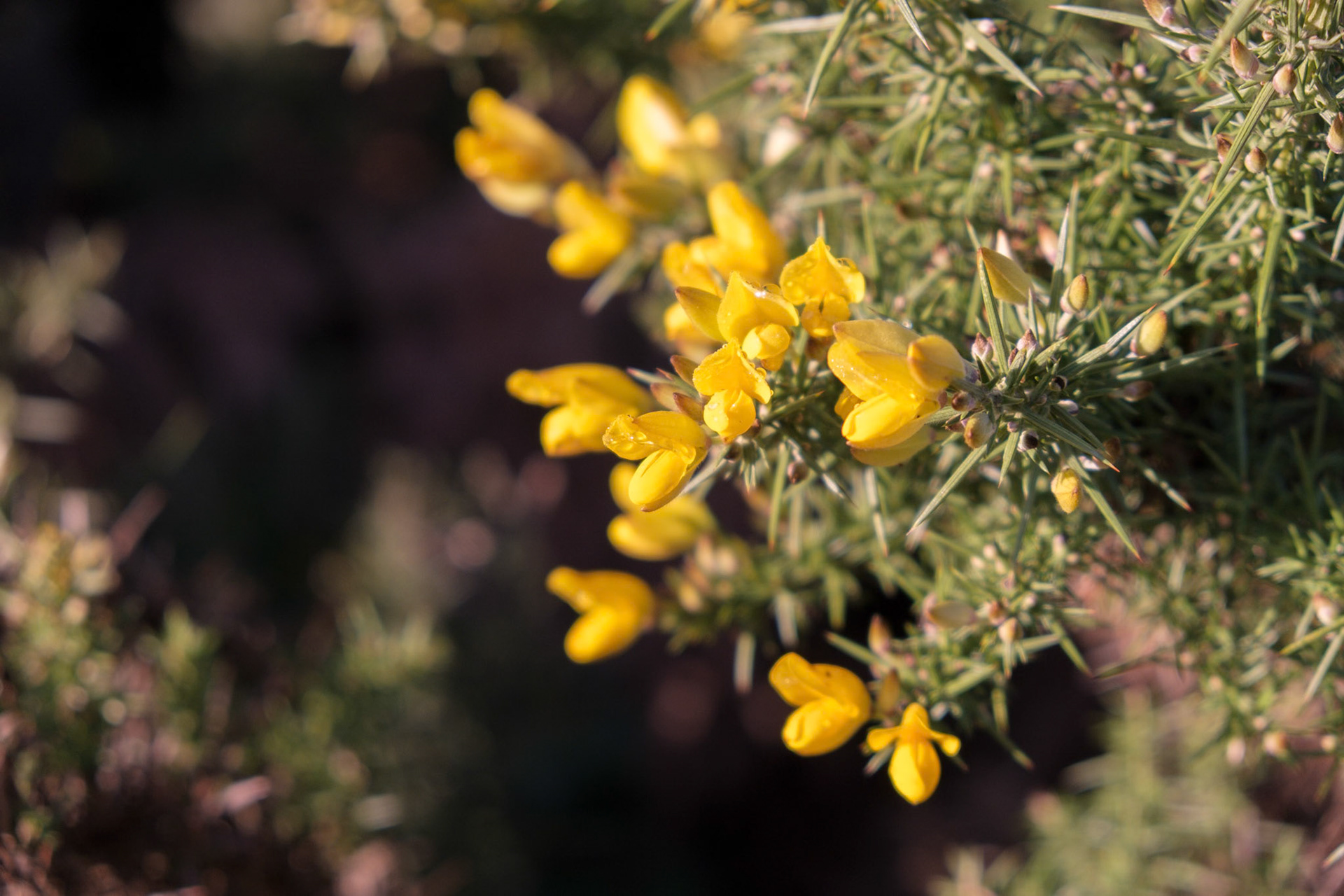 Common Gorse (Ulex europaeus)