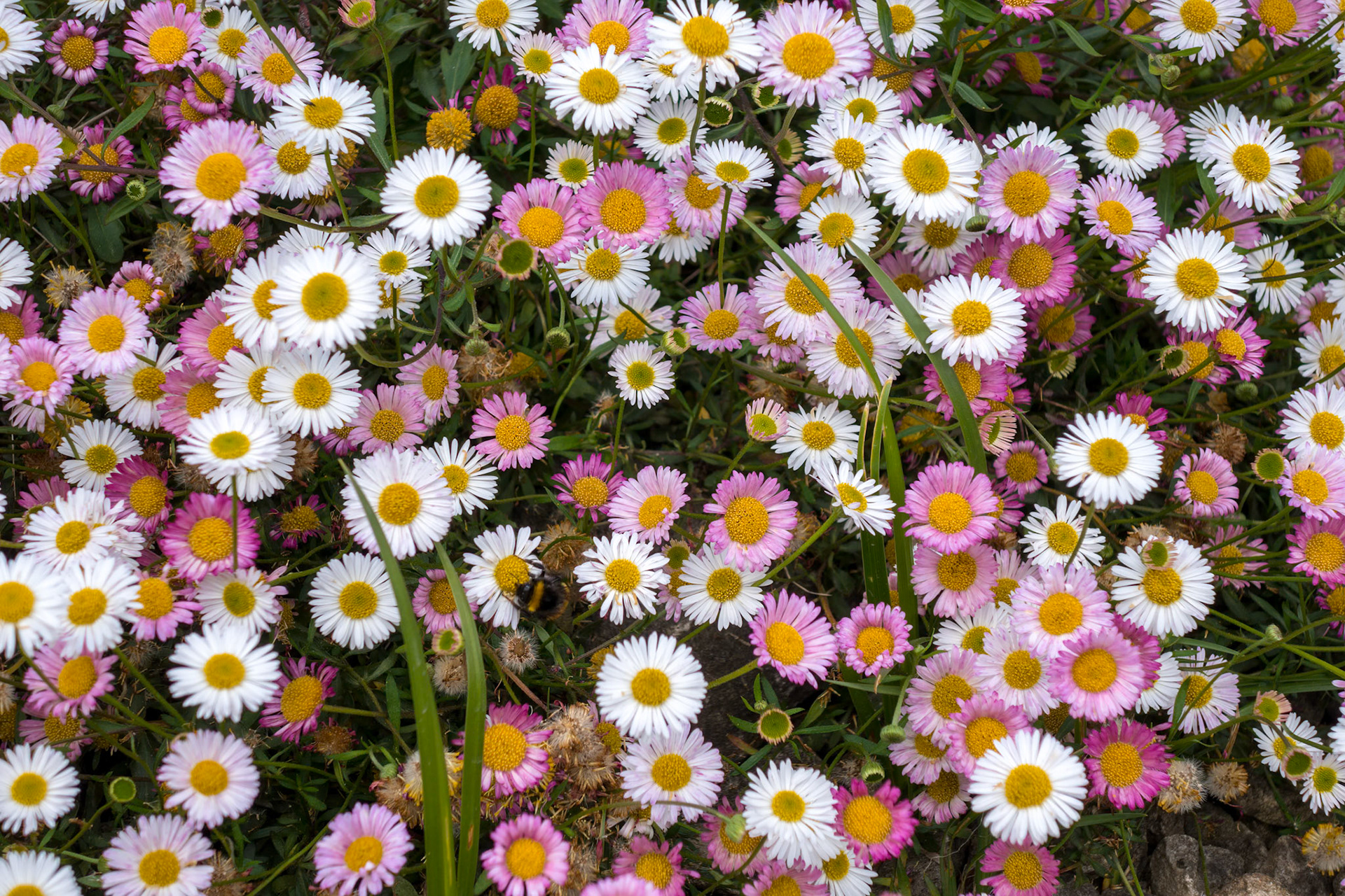 A dense mat of pink and white daisies