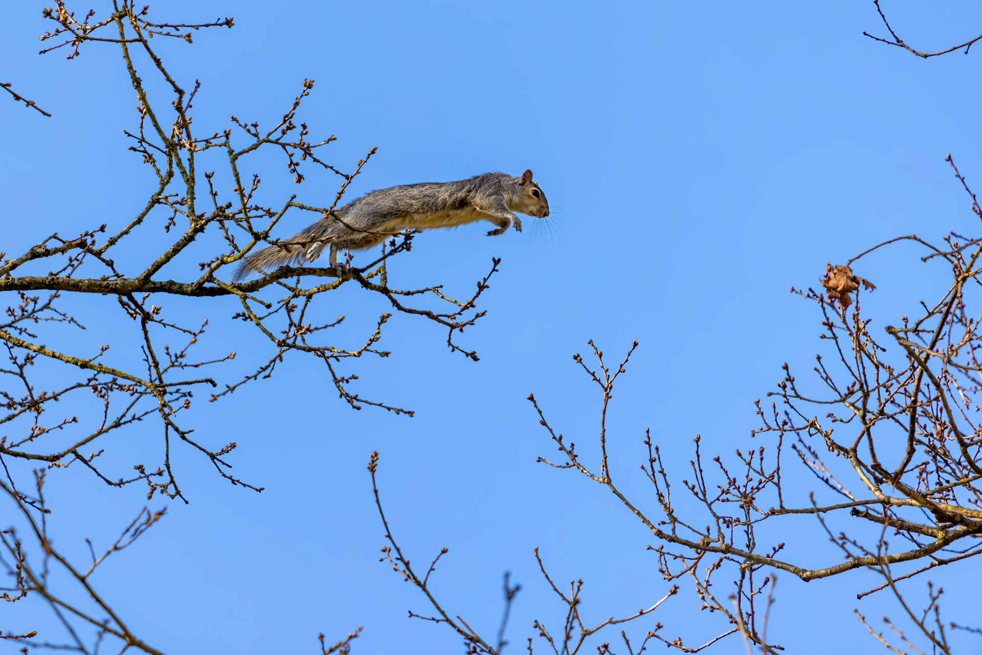 Grey Squirrel (Sciurus carolinensis)  jumping from one tree to another