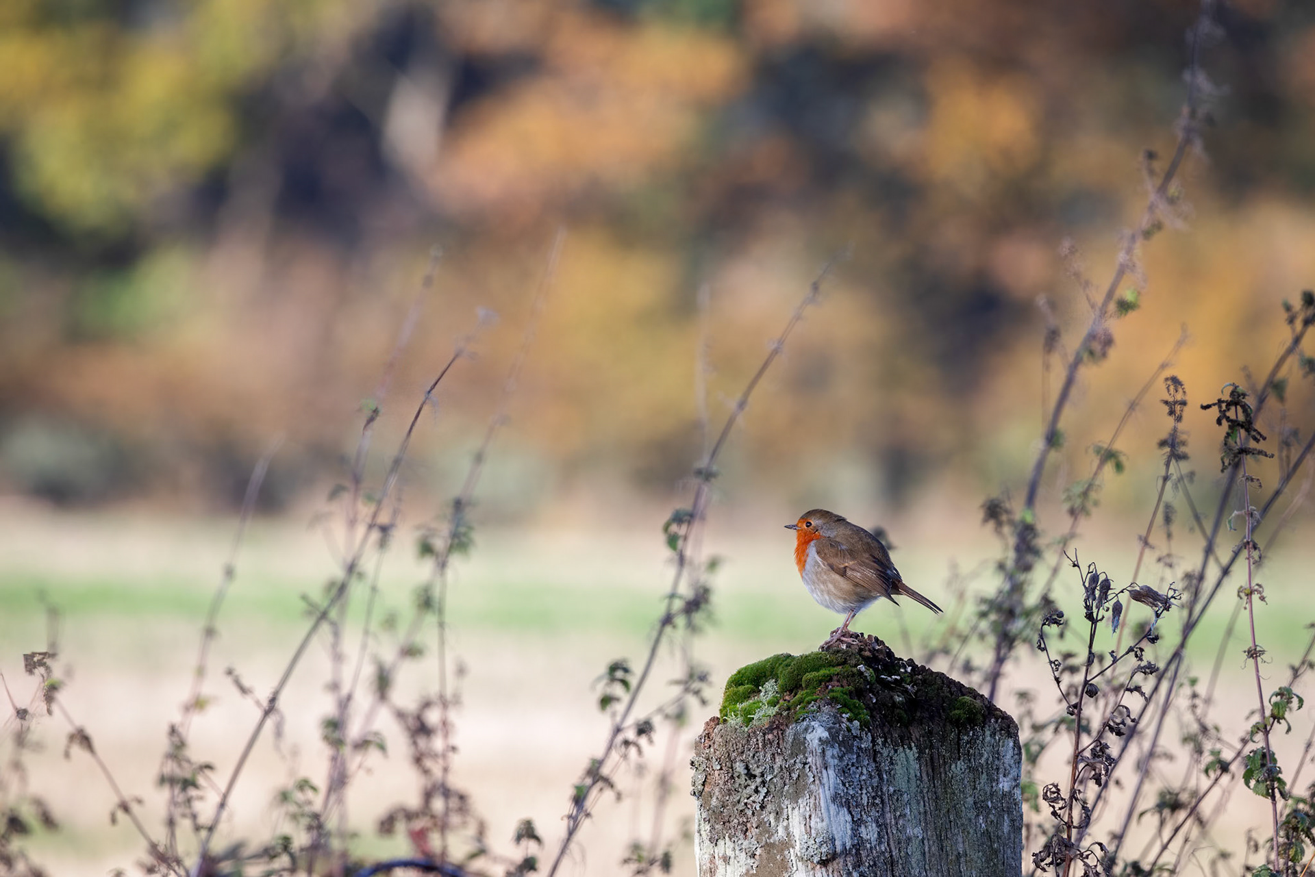 Robin looking alert perched on an old fence post on an autumn day