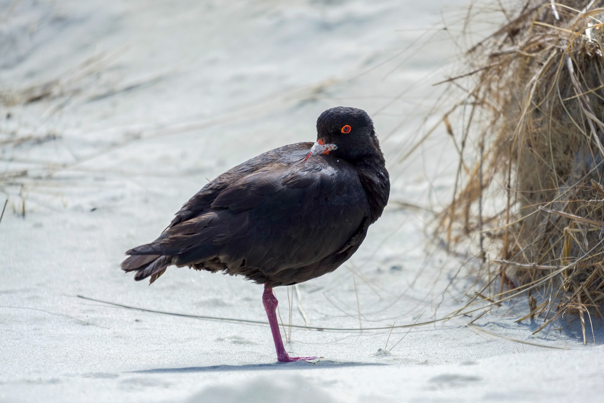 Variable Oystercatcher (Haematopus unicolor)