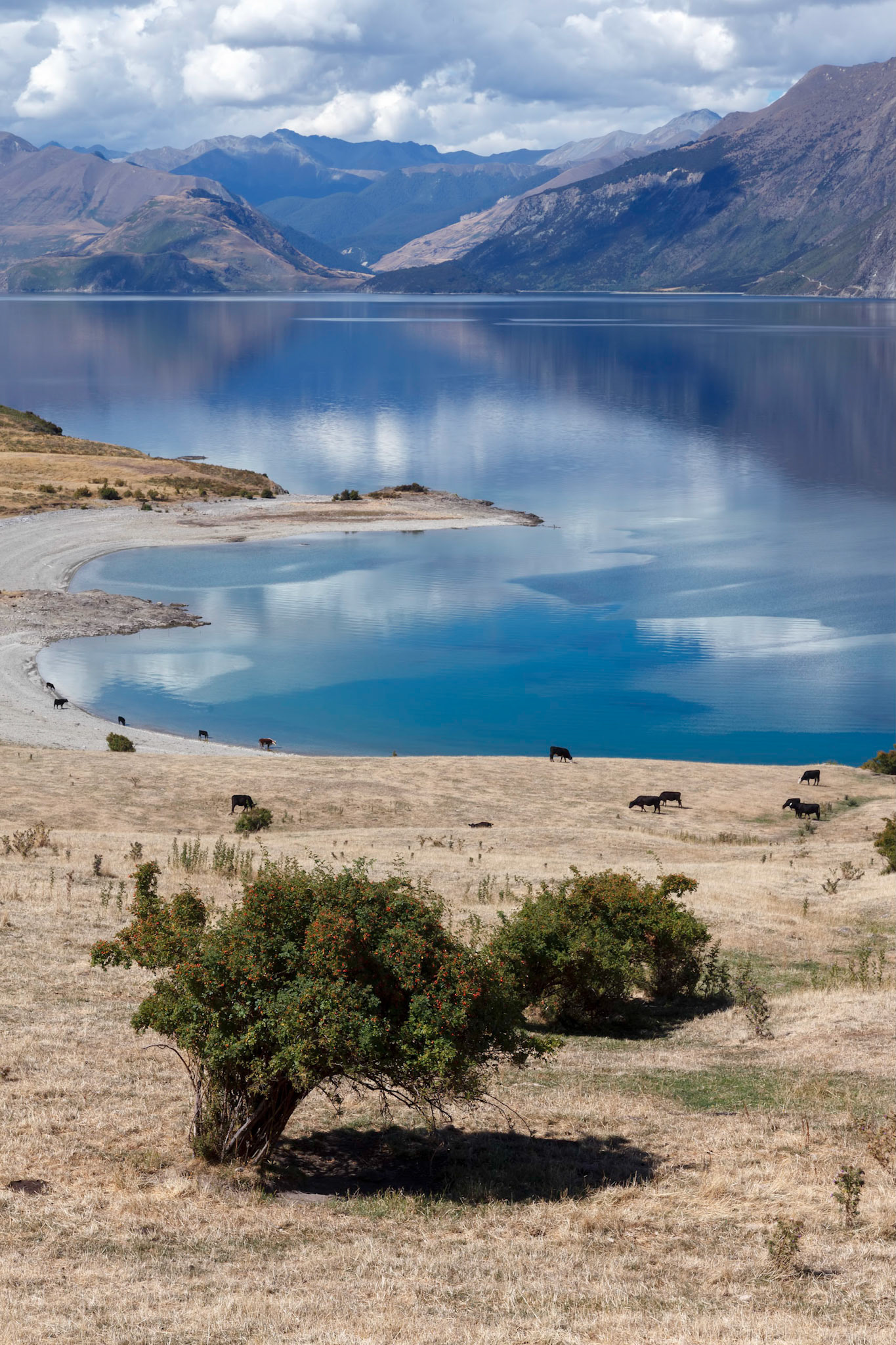 Cattle grazing on the land surrounding Lake Hawea