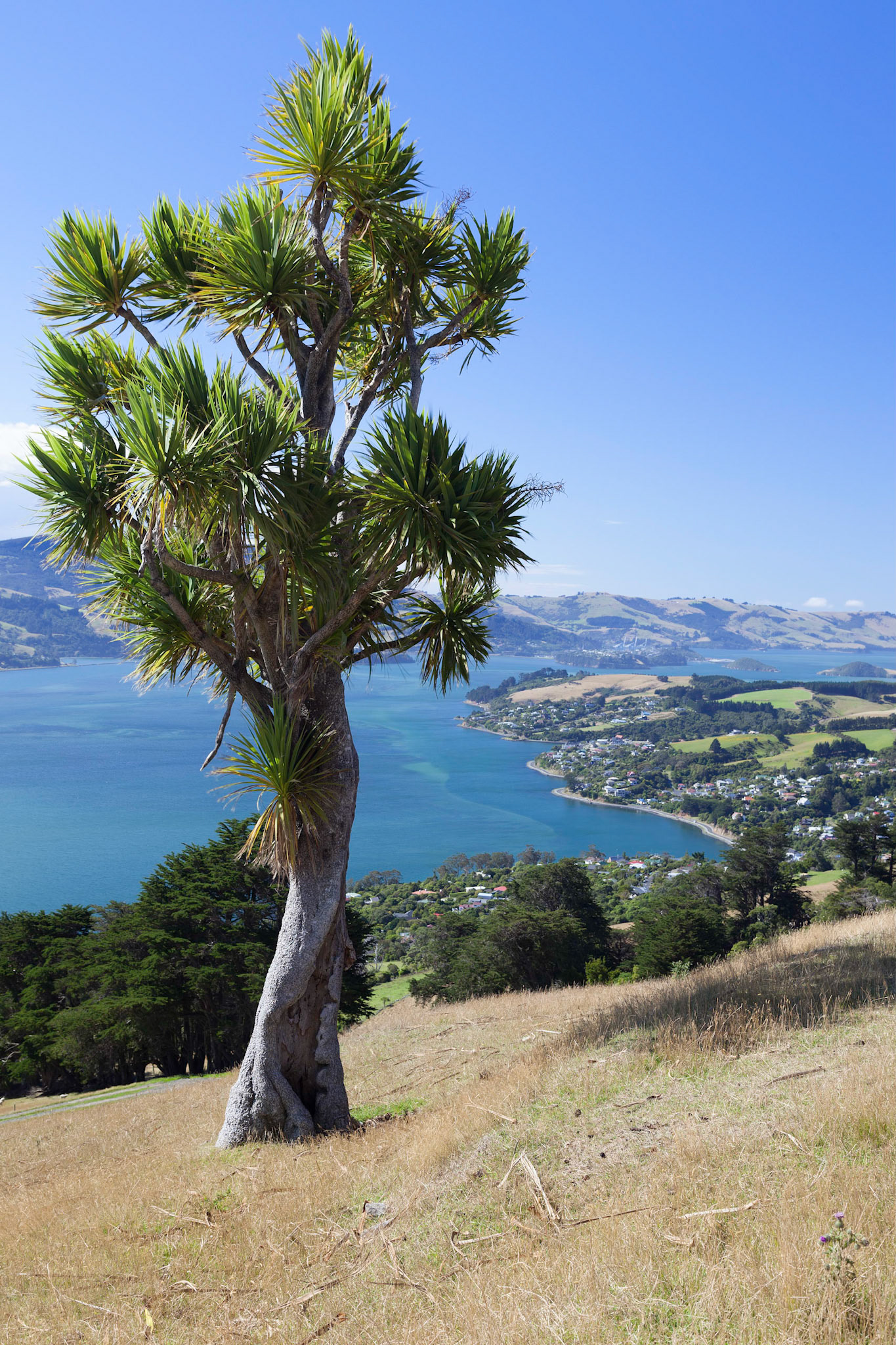 Cabbage tree (Cordyline australis) near Dunedin