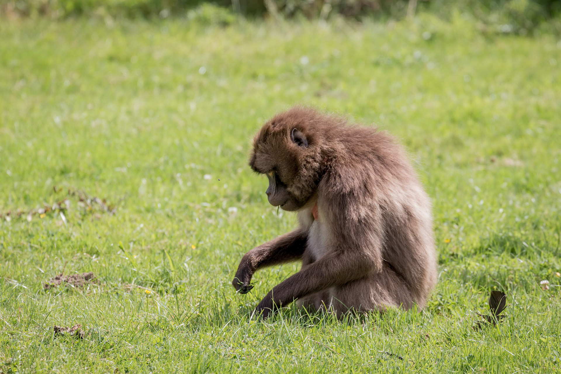 Gelada Baboon with a piece of grass in its mouth
