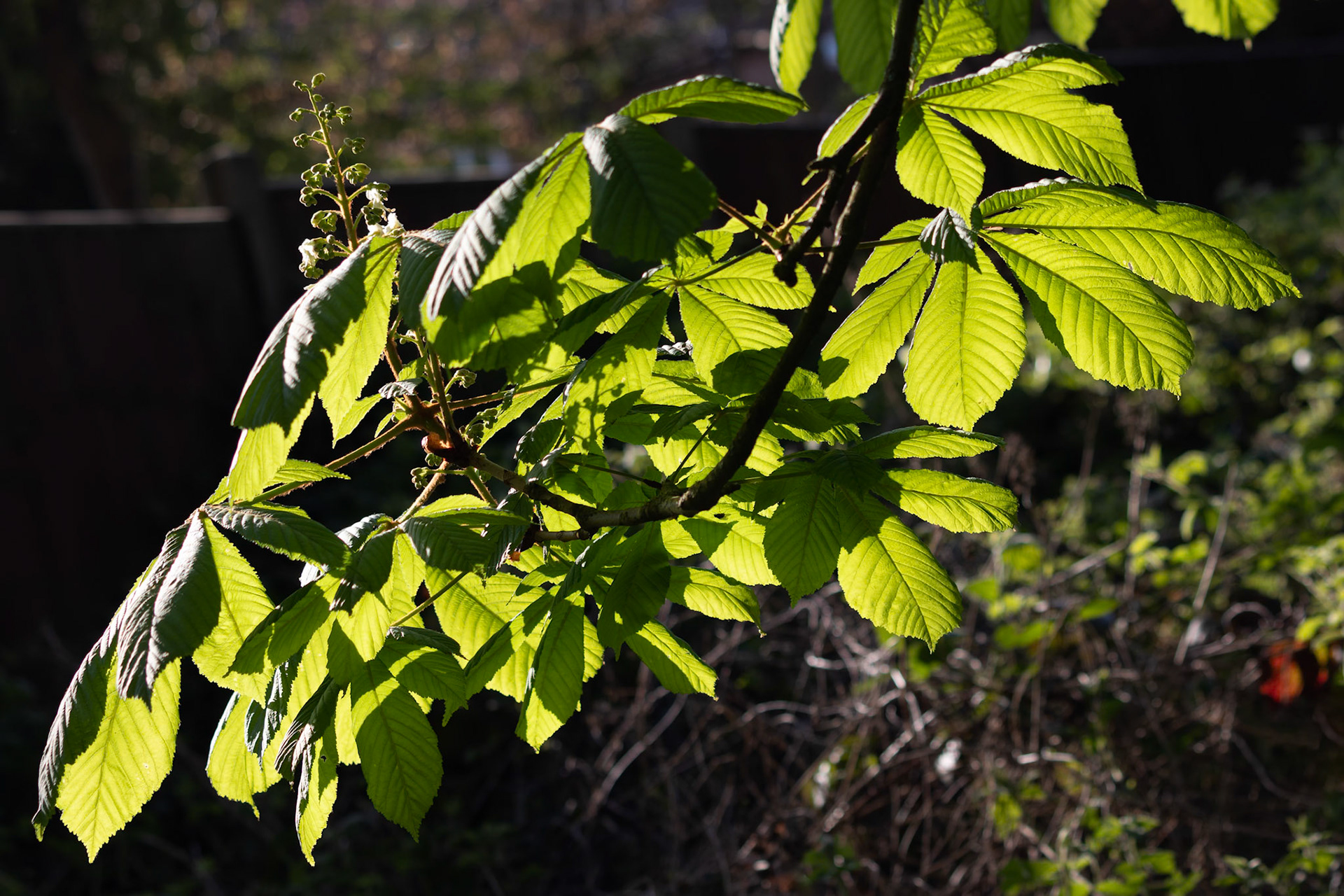 Horse Chestnut Tree Bursting With New Growth