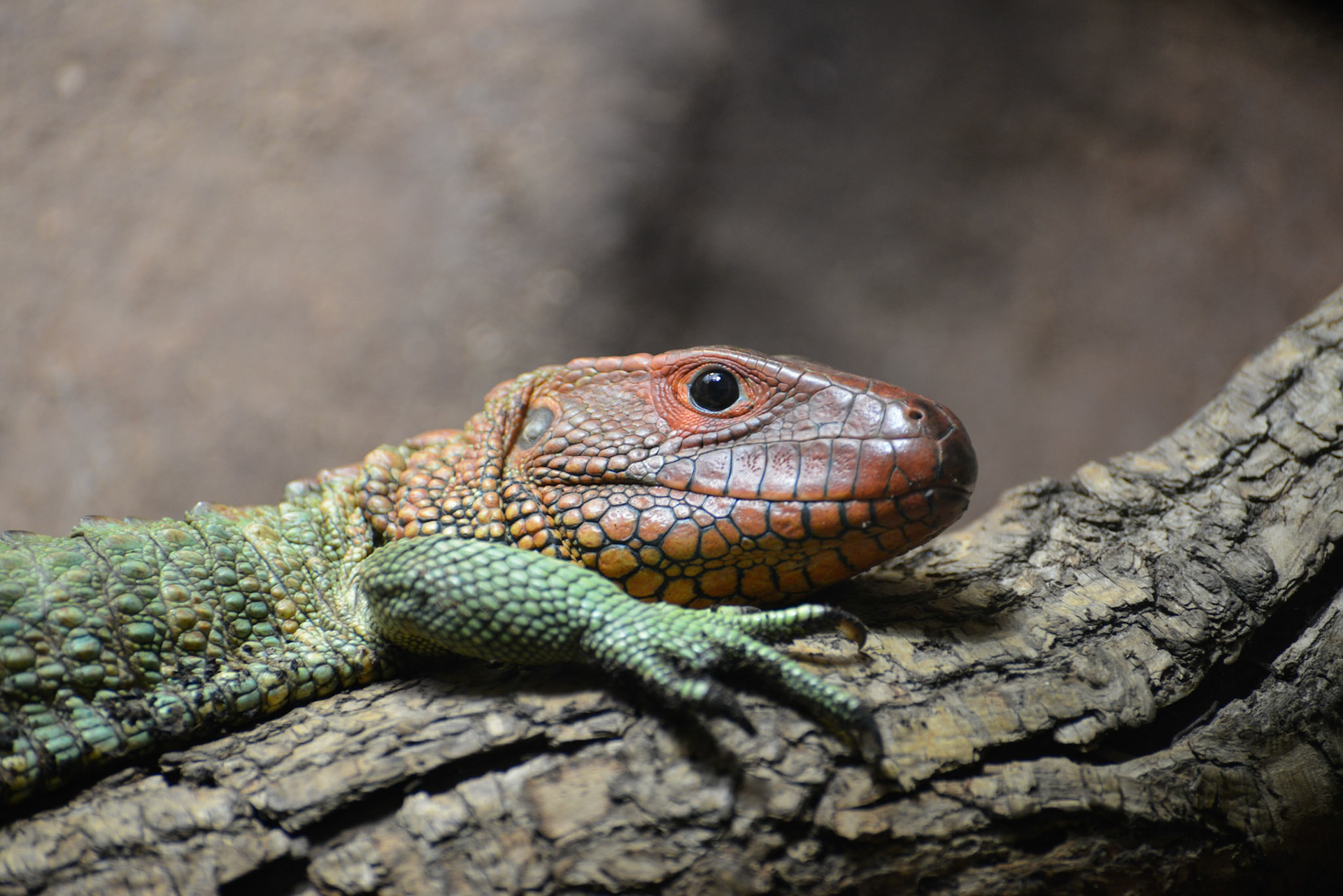 Northern Caiman Lizard (Dracaena guianensis)