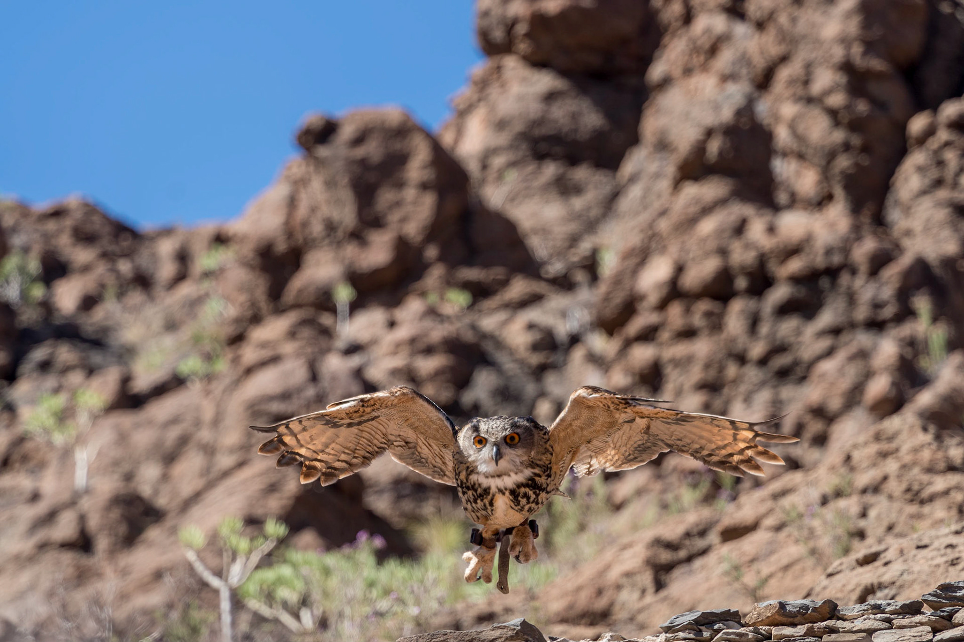 MASPALOMAS, GRAN CANARIA, SPAIN - MARCH 8 : Eurasian Eagle Owl in flight at Palmitos Park, Maspalomas, Gran Canaria, Canary Islands, Spain on March 8, 2022