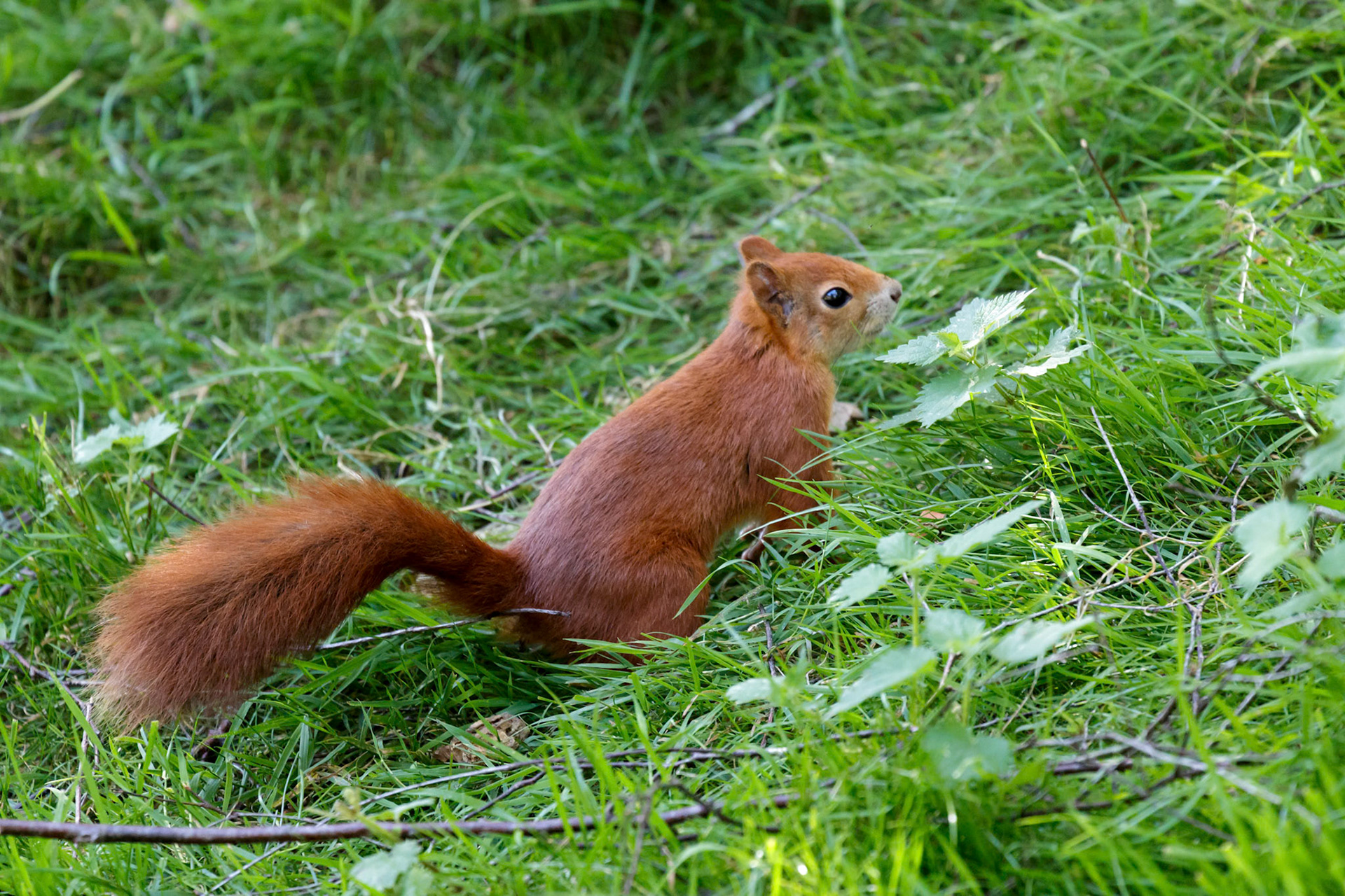 Eurasian Red Squirrel (Sciurus vulgaris)