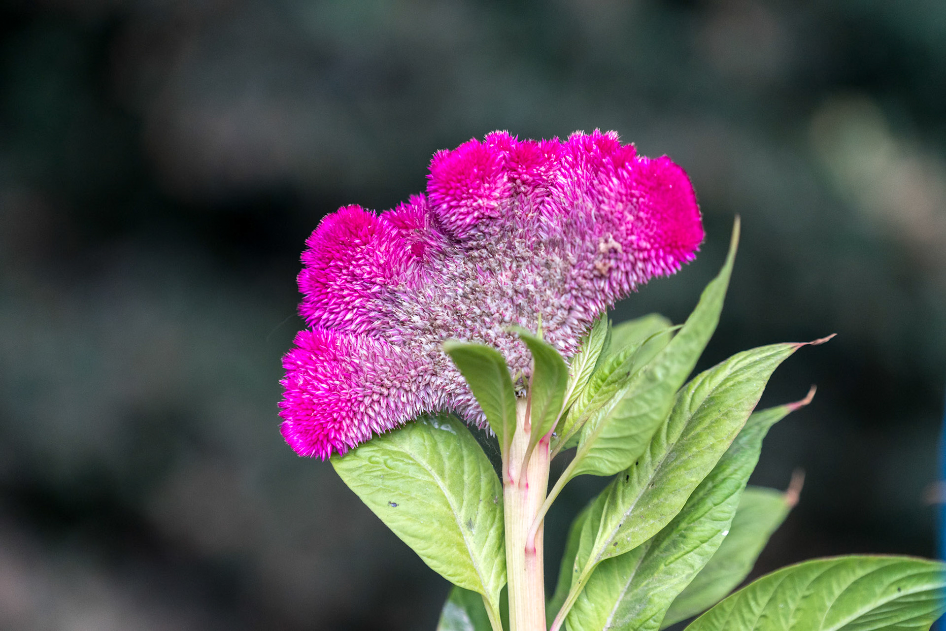 Celosia argentea var. cristata flowering in a garden in Romania