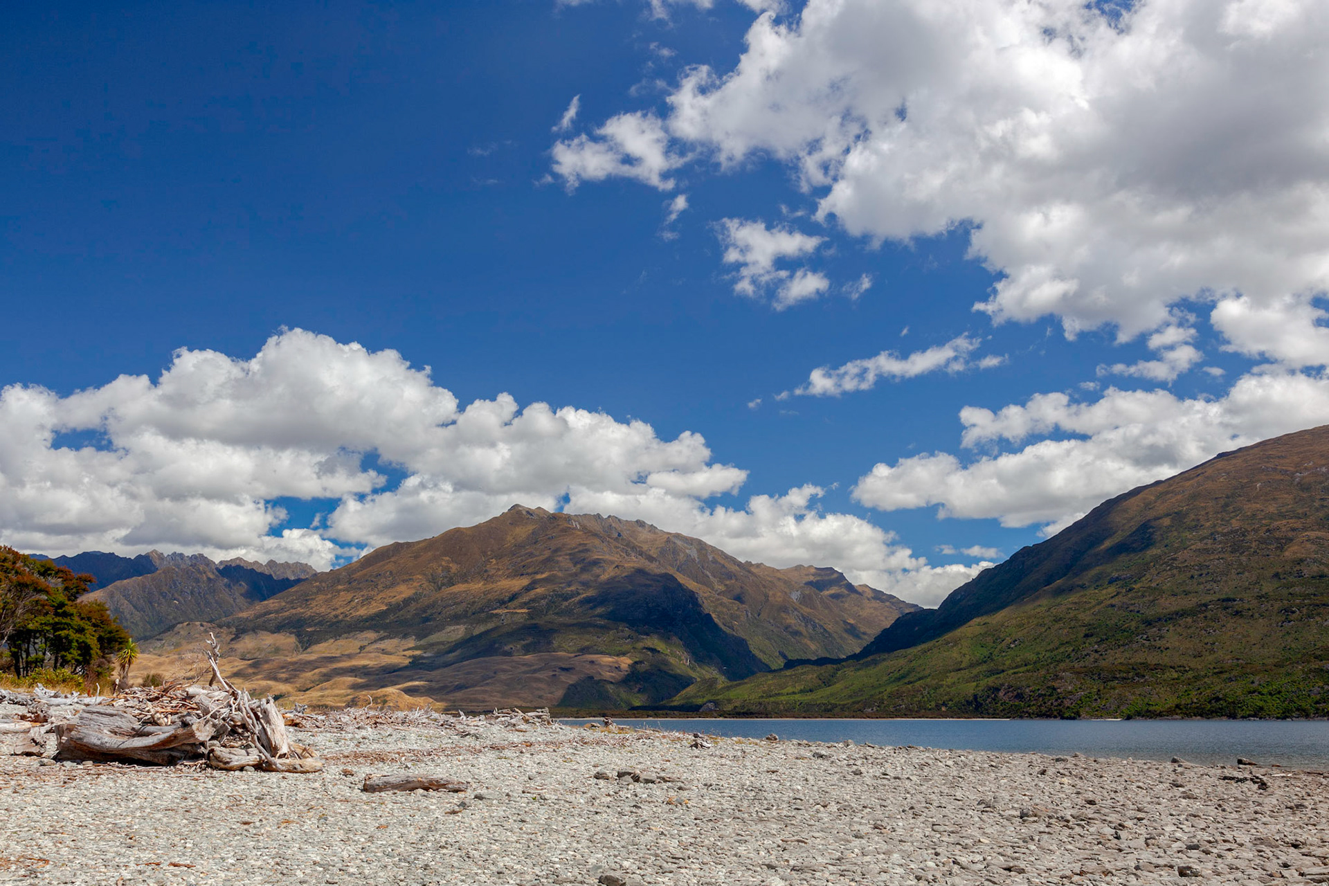 Driftwood on the Shore of Lake Wanaka