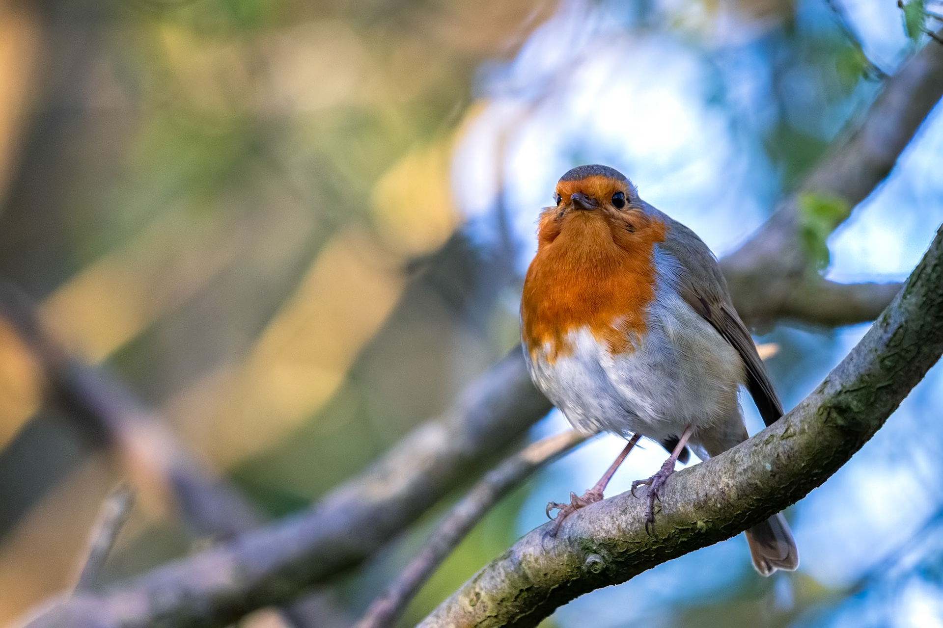 Robin looking alert in a tree on a spring day