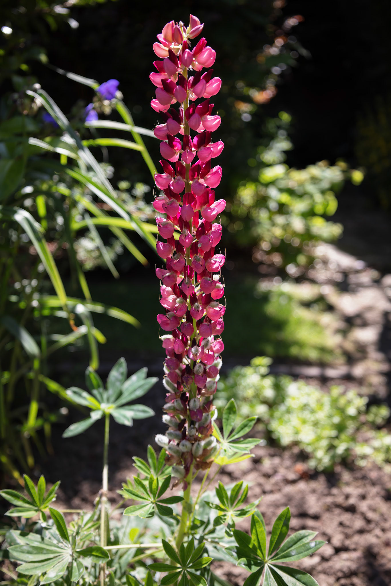 Red Lupin flowering in a garden in East Grinstead