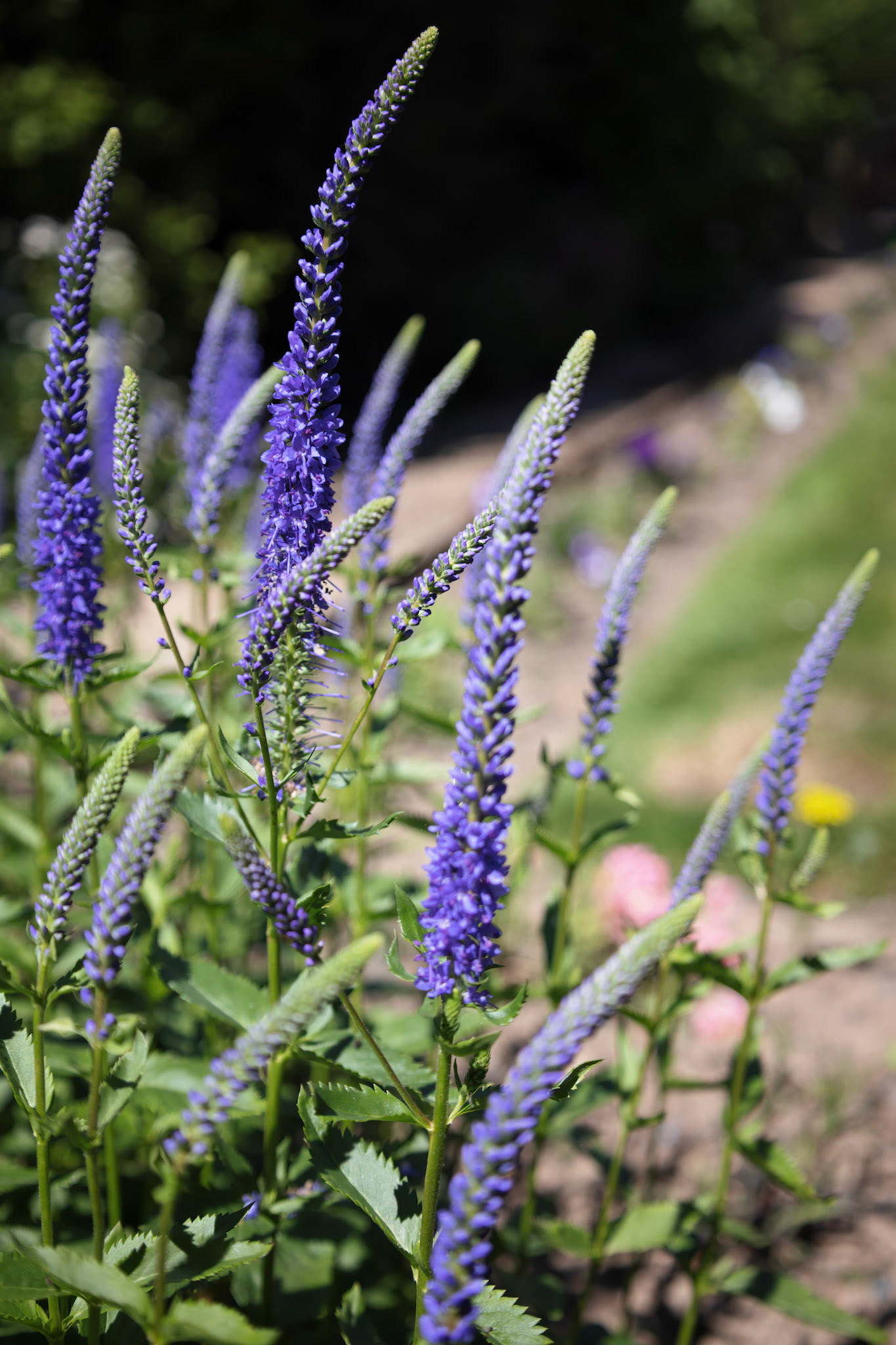 Spiked Speedwell flowering in a garden in East Grinstead