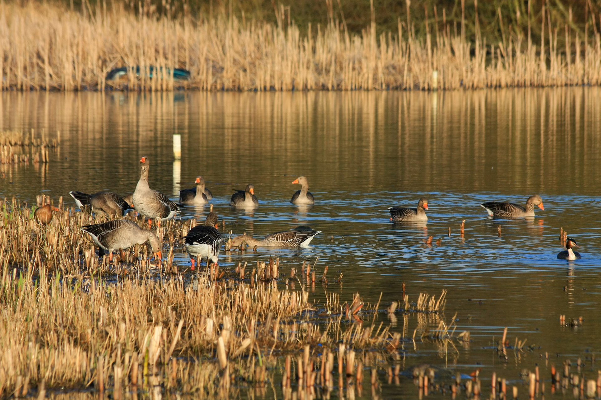 Greylag Geese at Warnham Nature Reserve