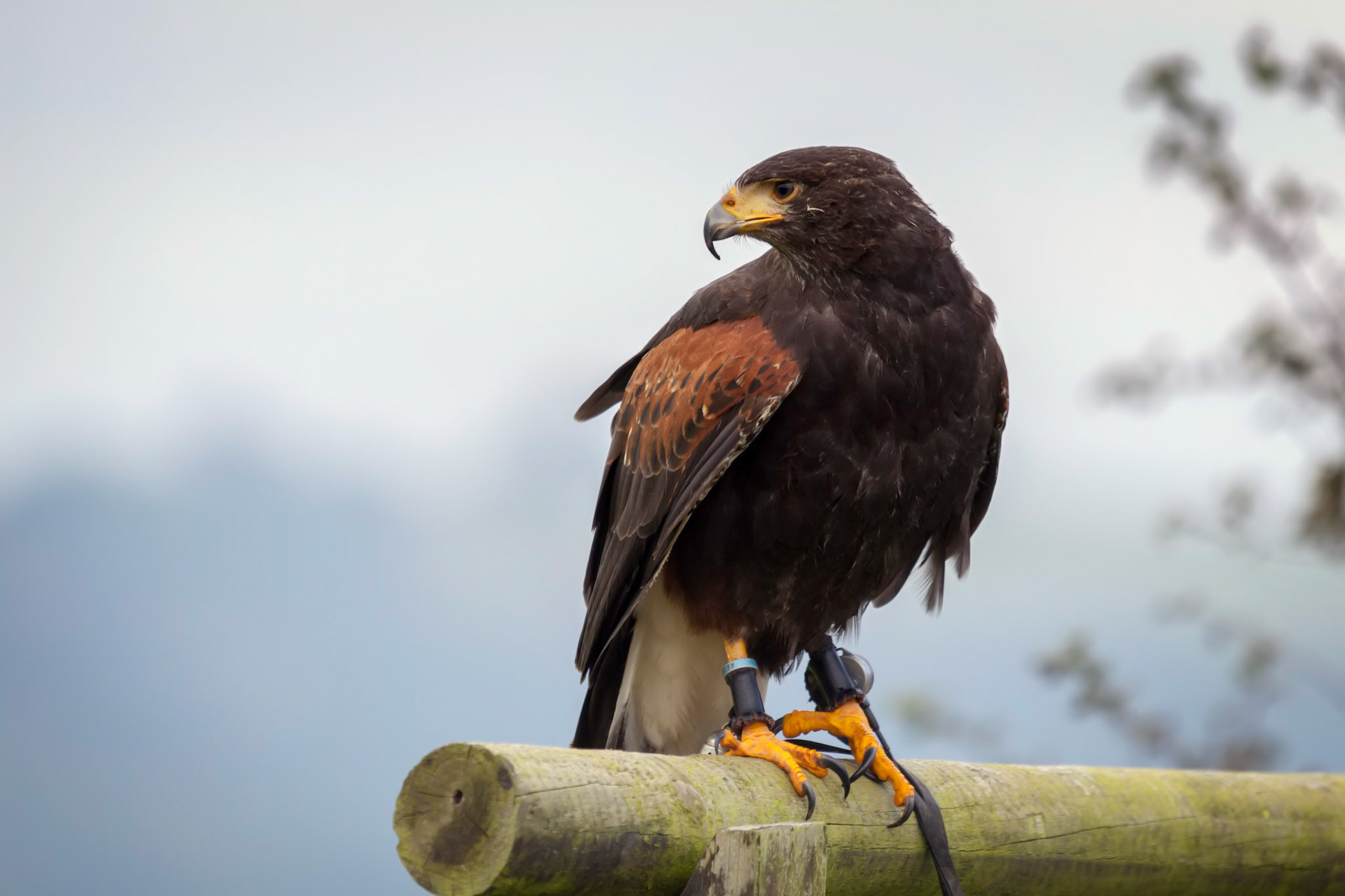 Harris Hawk (Parabuteo unicinctus)