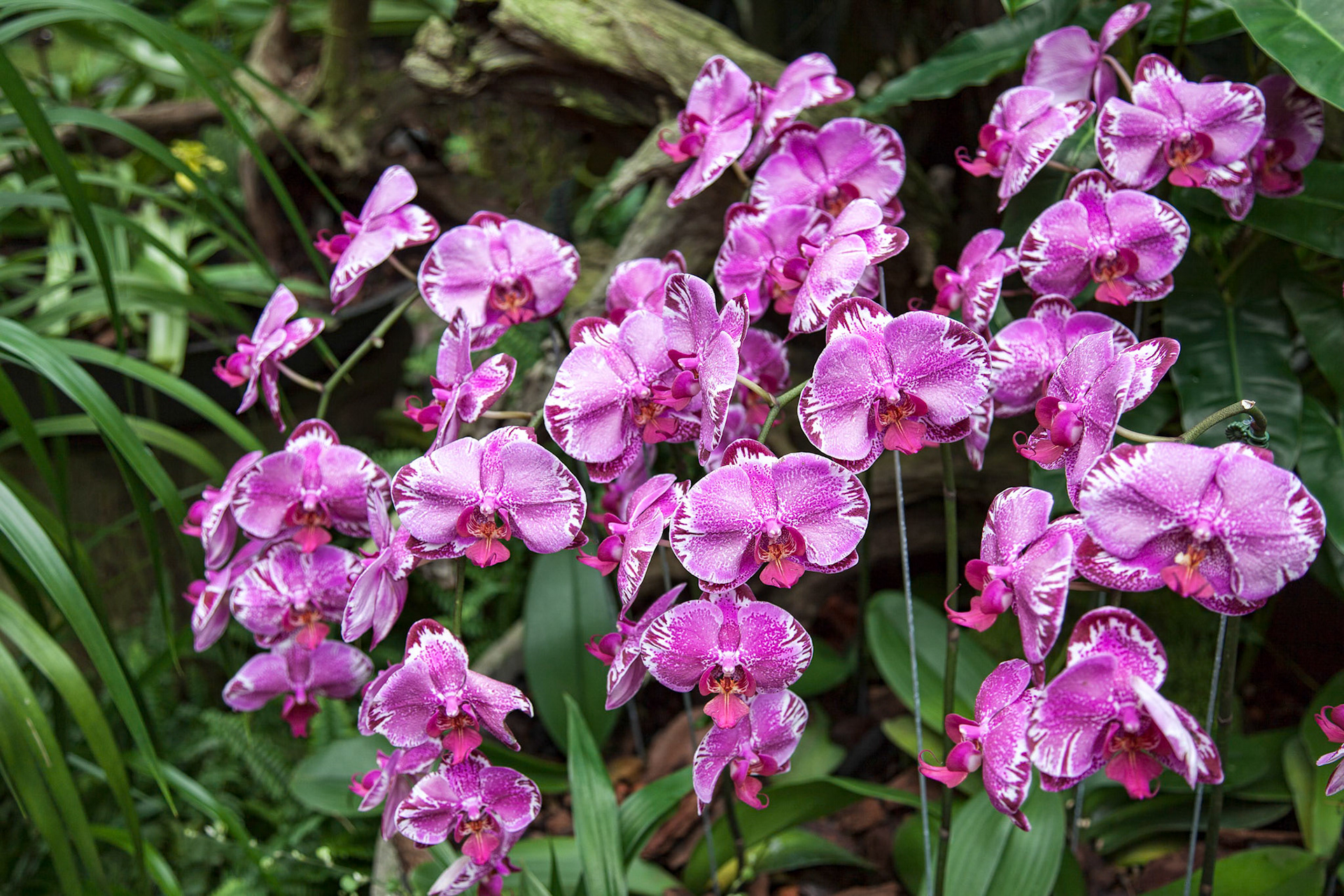 Orchid in Singapore Botannical Gardens
