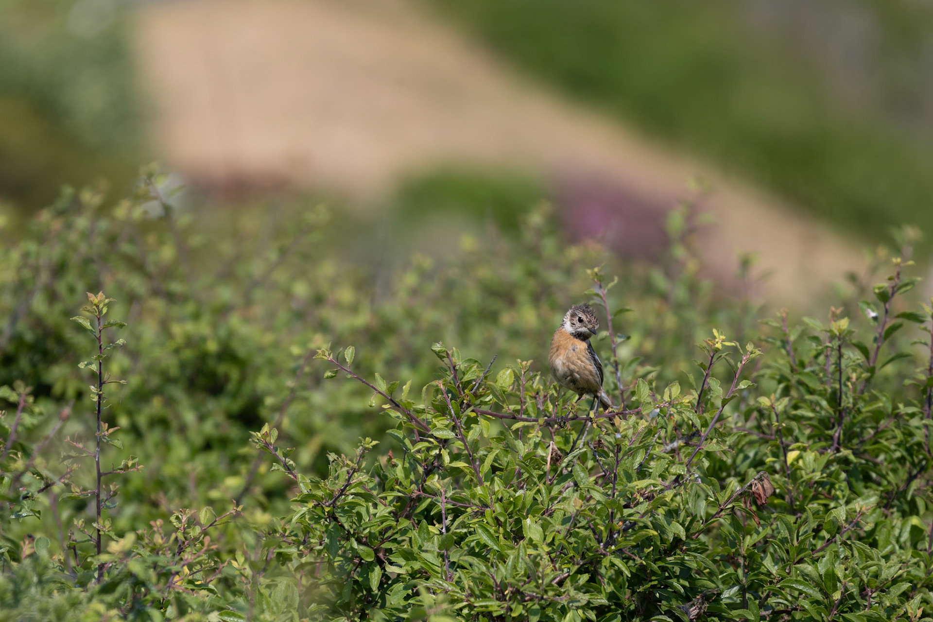 Juvenile Common Stonechat, Saxicola rubicola, perched in a hedge near Padstow in Cornwall