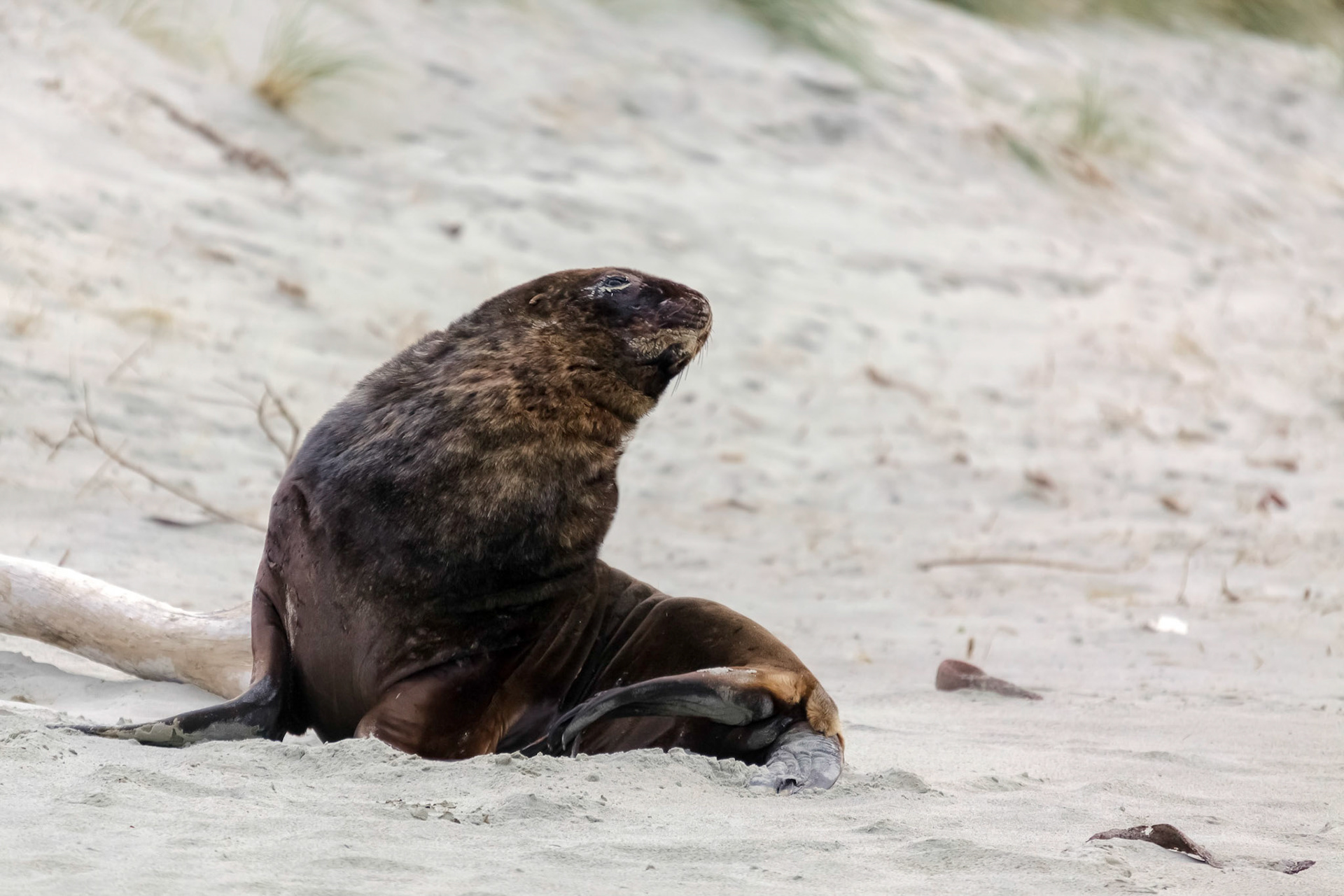 New Zealand Sea Lion (Phocarctos hookeri)