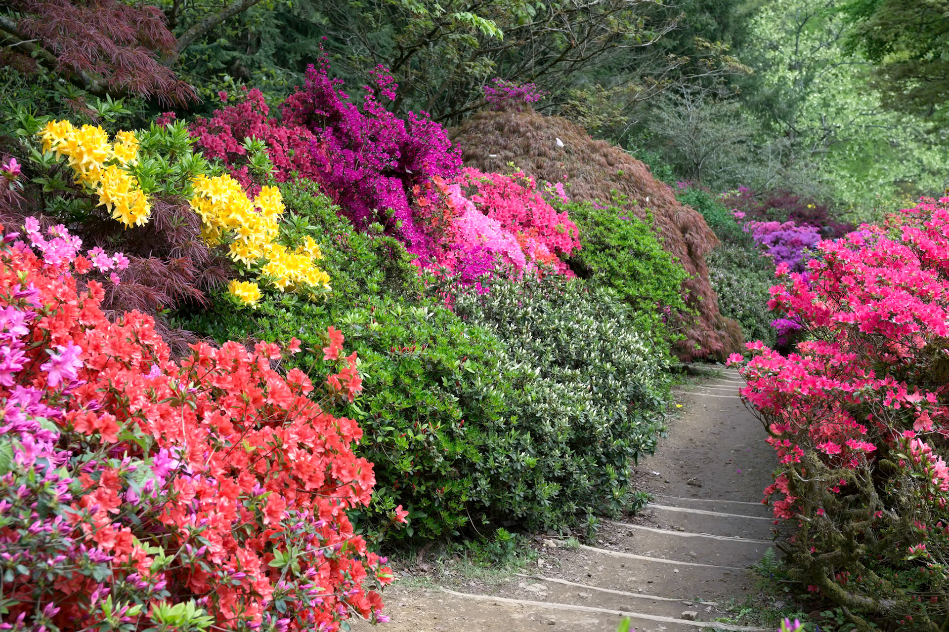 Azaleas in Full Bloom