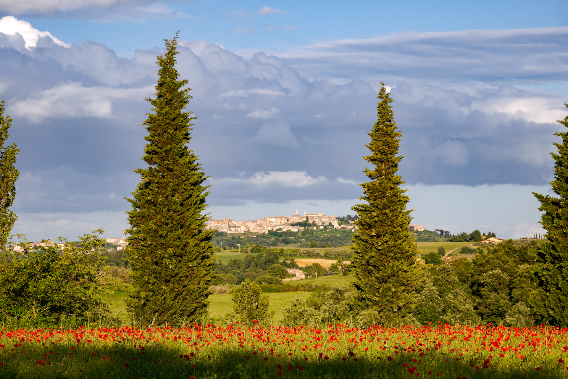 VAL D'ORCIA TUSCANY, ITALY - MAY 19 : Poppy field in Tuscany on May 19, 2013