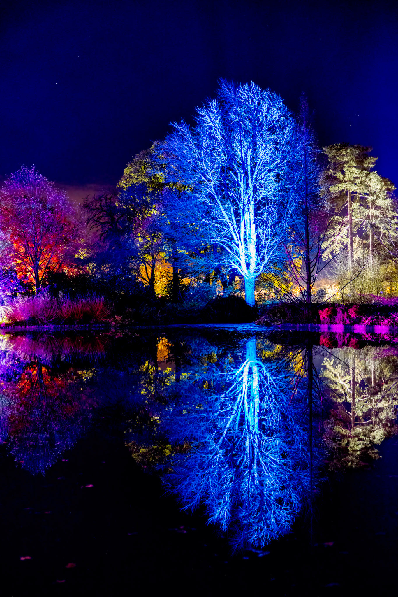 Wisley, Woking, Surrey, UK - November 19 : Christmas Glow 2022 at RHS Garden Wisley, Woking, Surrey, England, UK on November 19, 2022