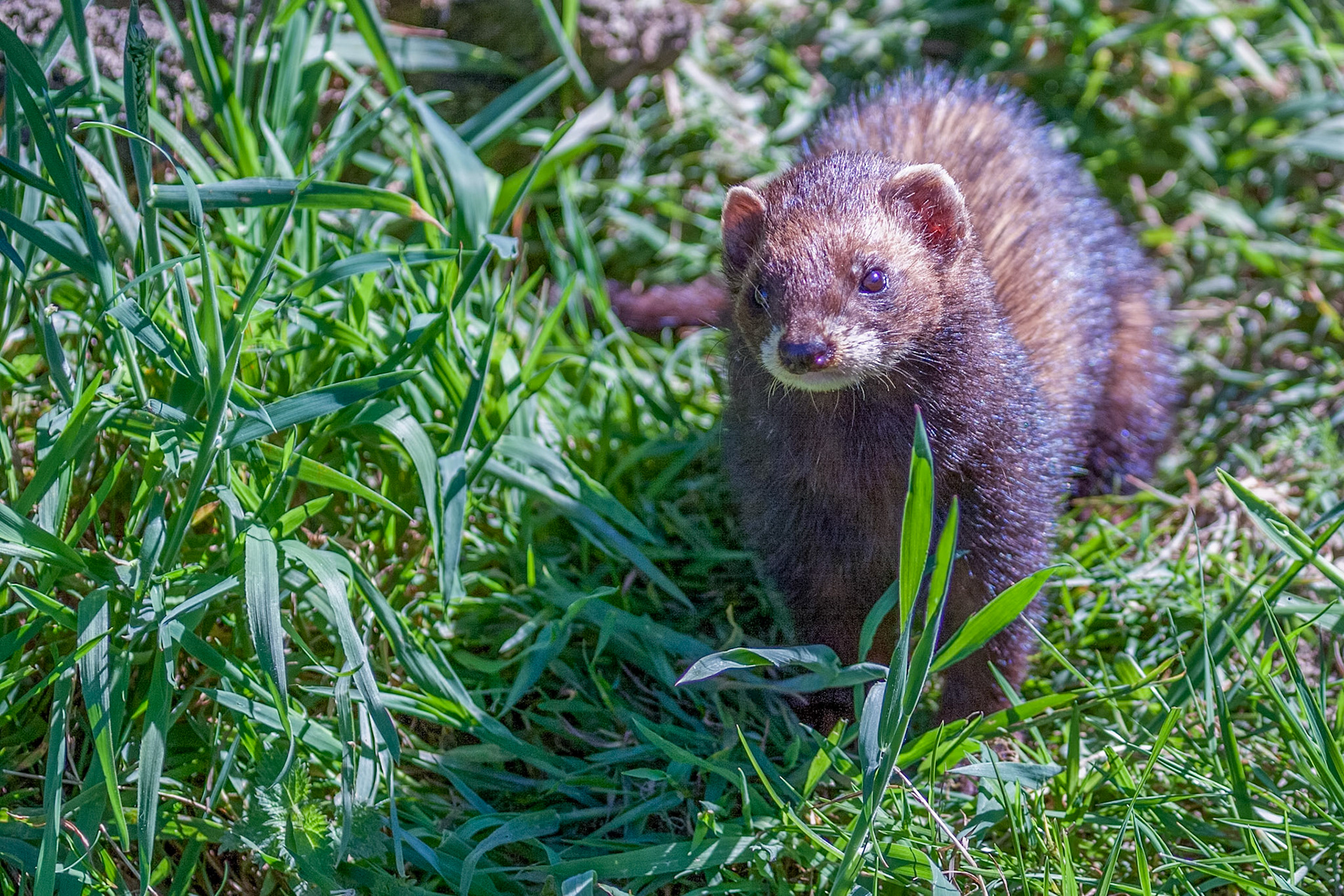 Close-up shot of an European Polecat (mustela putorius)