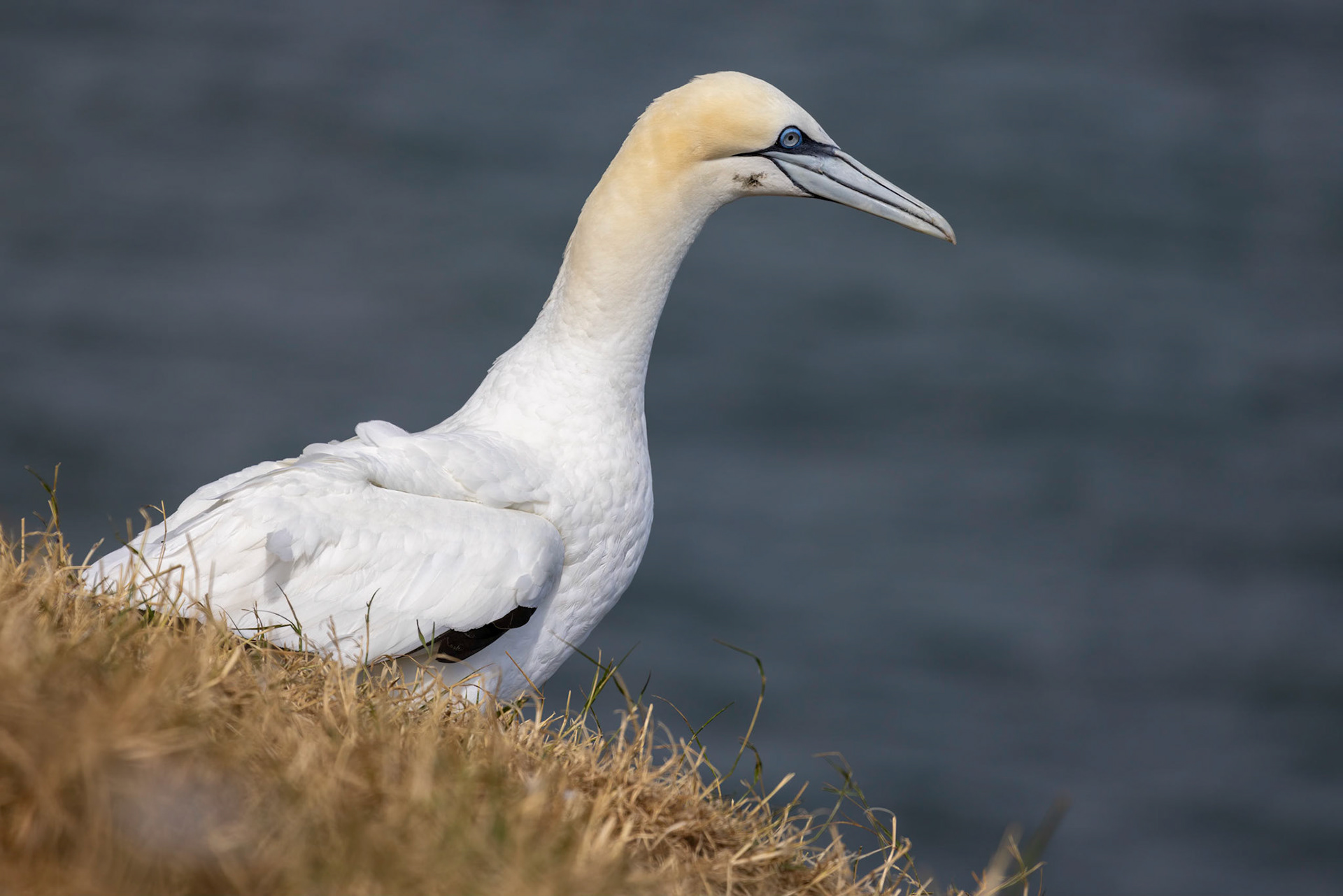 Gannet, Morus bassanus, at Bempton Cliffs in Yorkshire