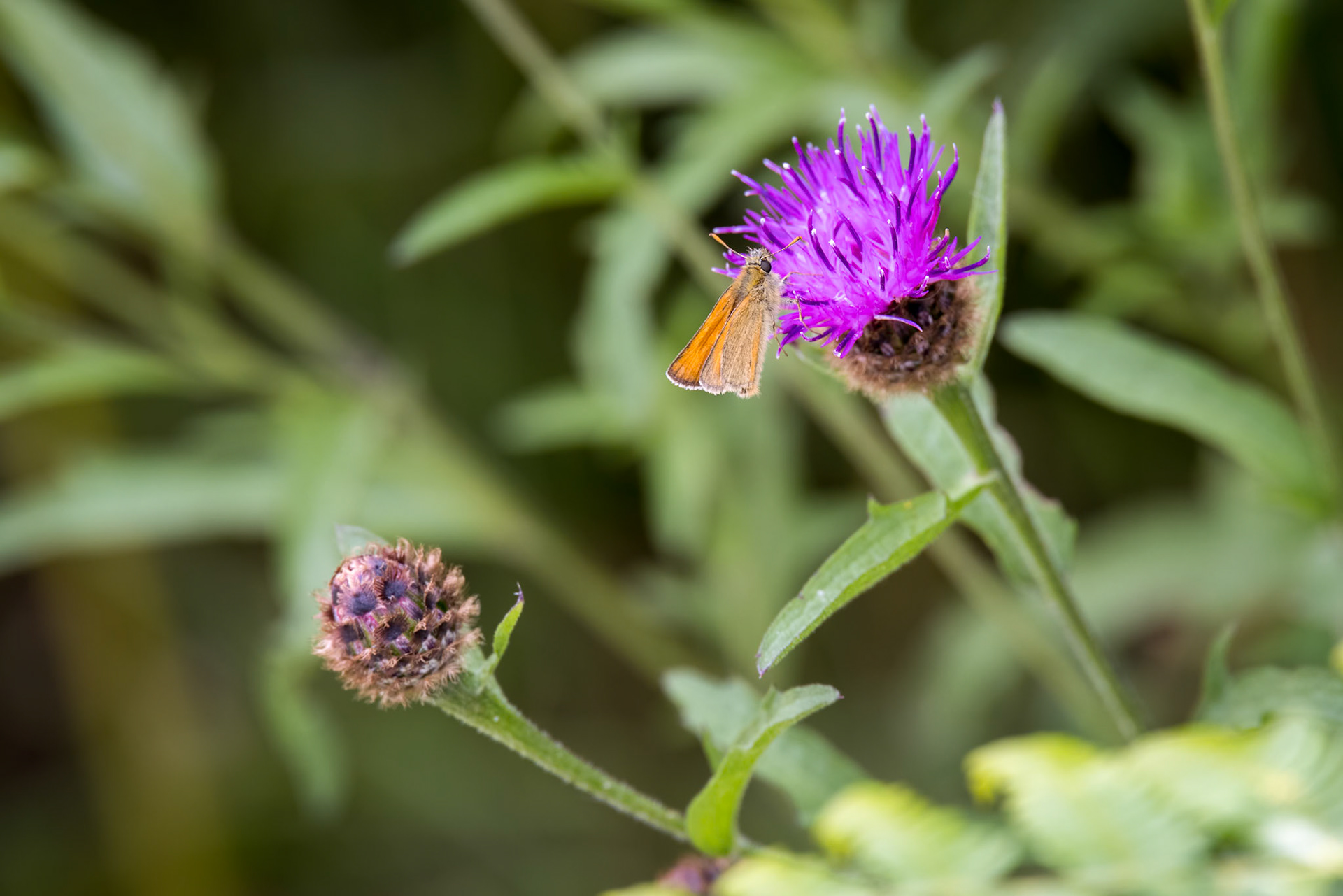 Small Skipper Butterfly (Thymelicus sylvestris) feeding on a thistle