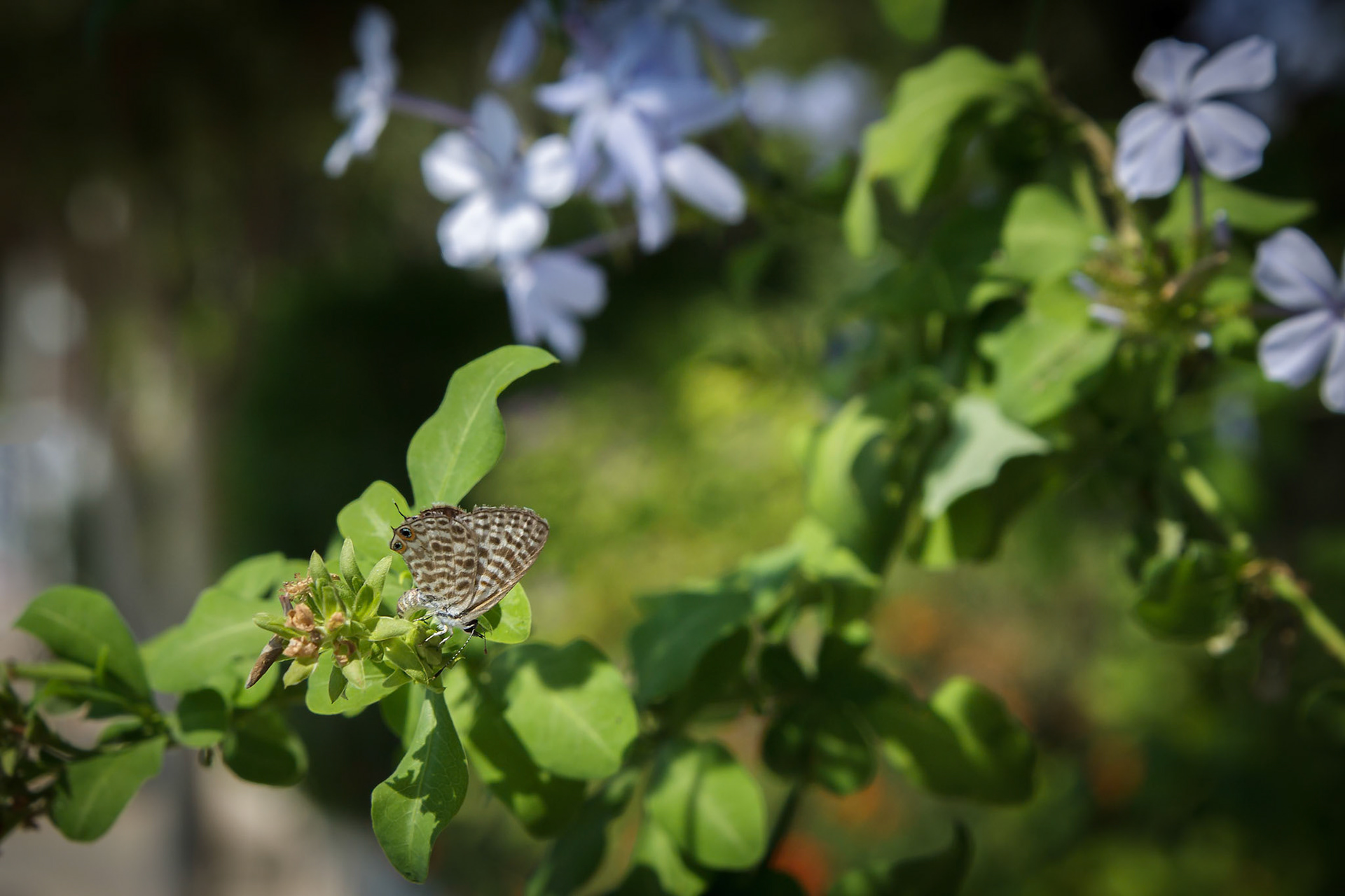 Lang’s Short-tailed Blue (Leptotes pirithous)