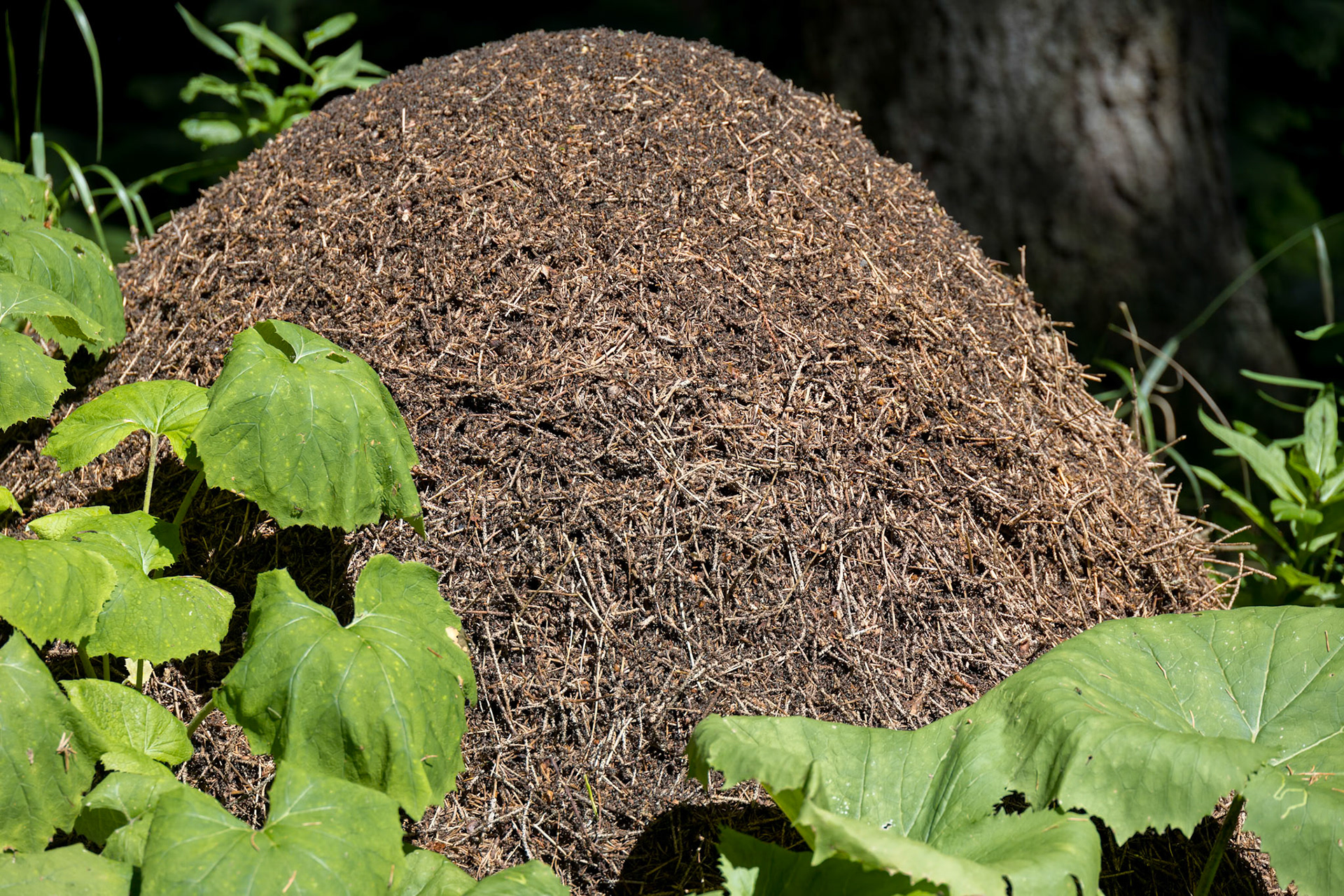 Ant Hill in the forest of the Natural Park of Paneveggio Pale di San Martino in Tonadico, Trentino, Italy