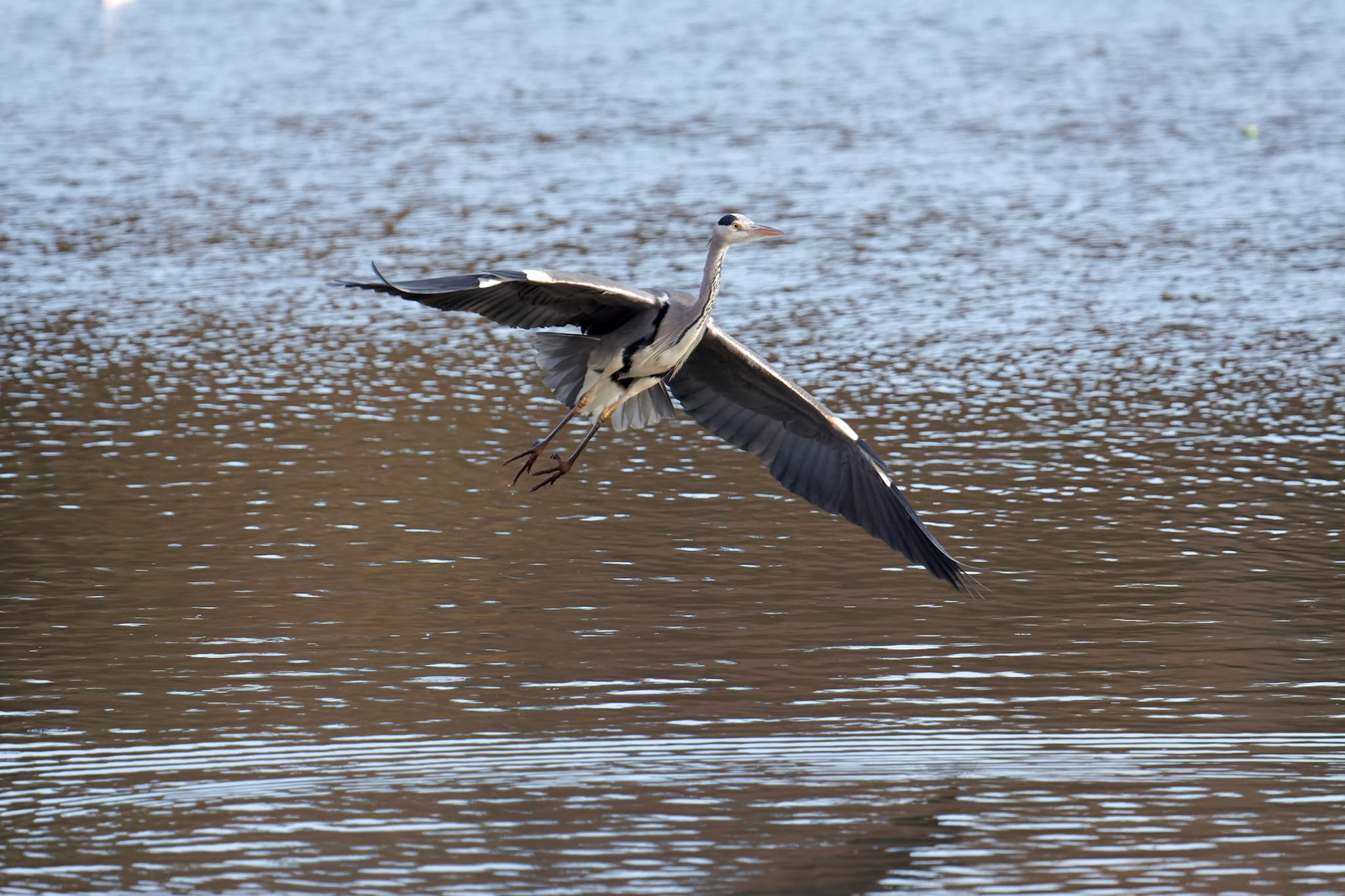 Grey Heron Coming in to Land at Warnham Nature Reserve
