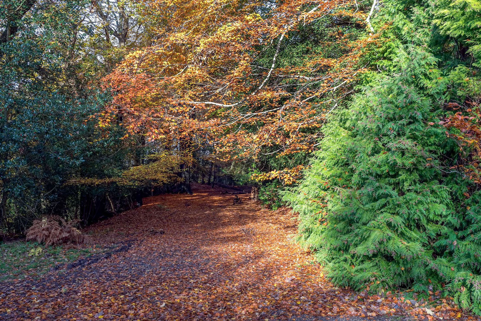 Autumnal view of the Ashdown Forest  in East Sussex