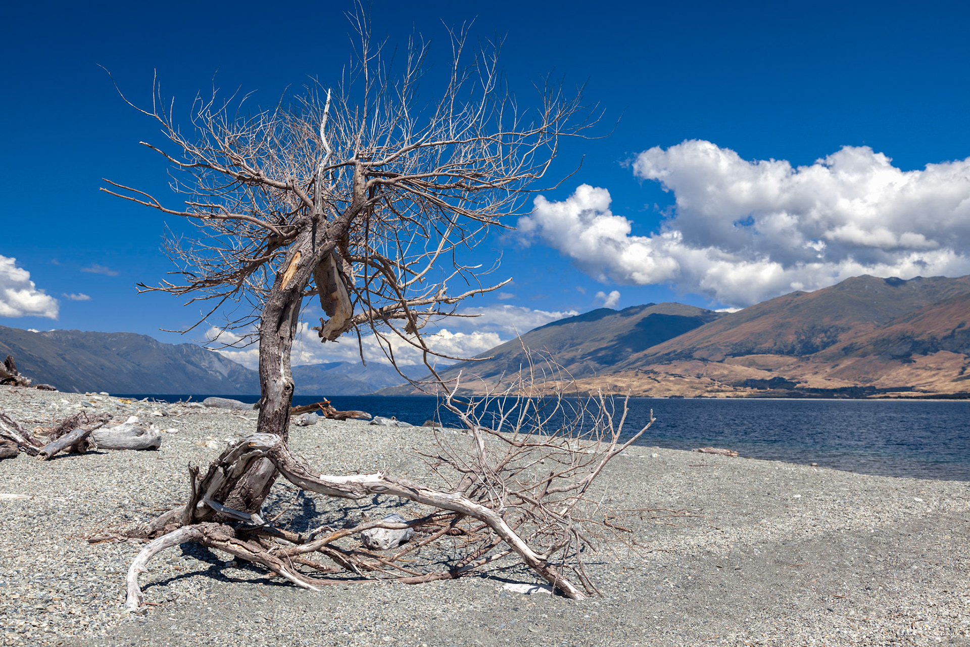 Dead tree on the banks of Lake Wanaka in New Zealand
