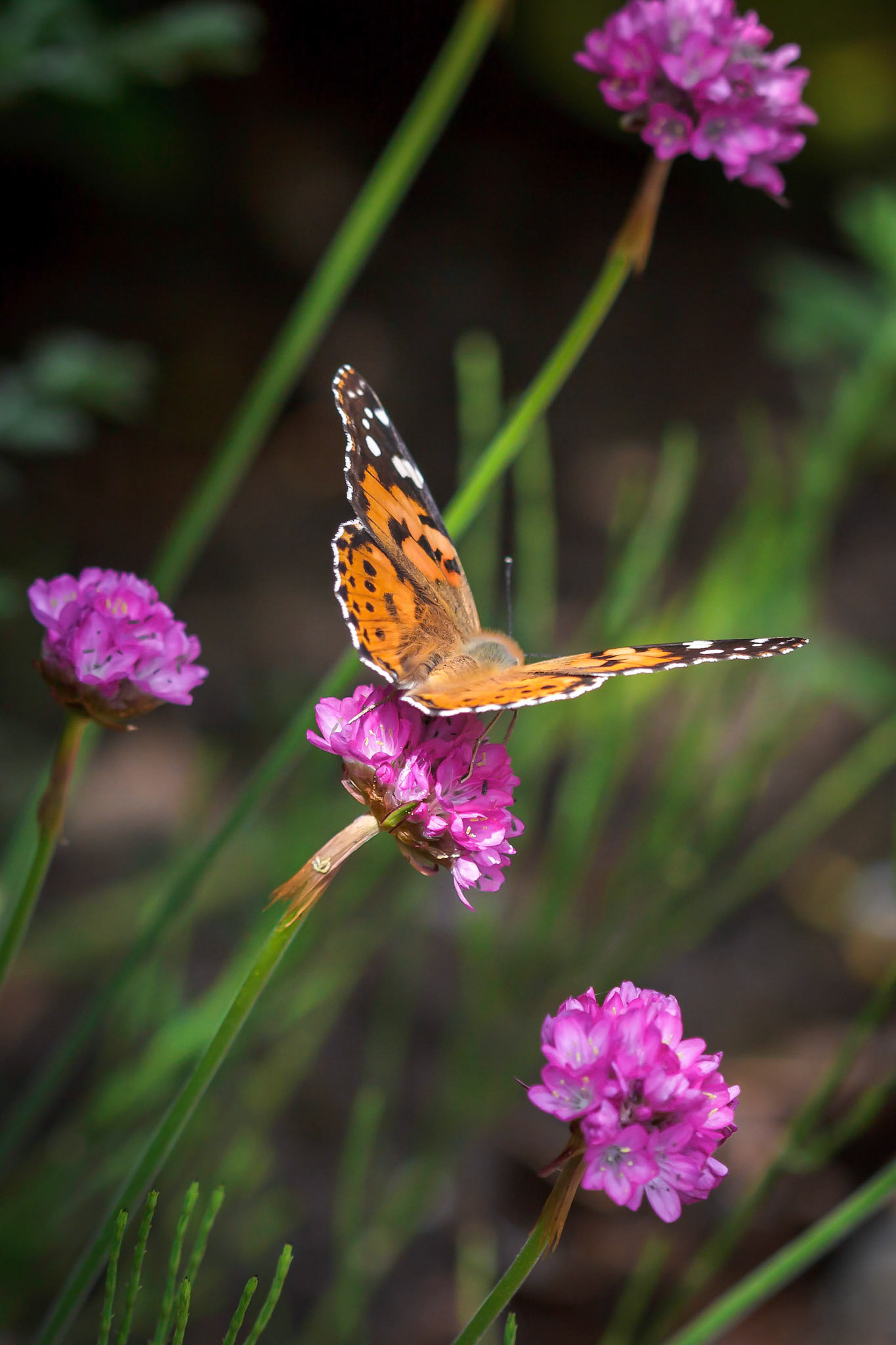 Close-up of a Painted Lady (Vanessa cardui) Butterfly
