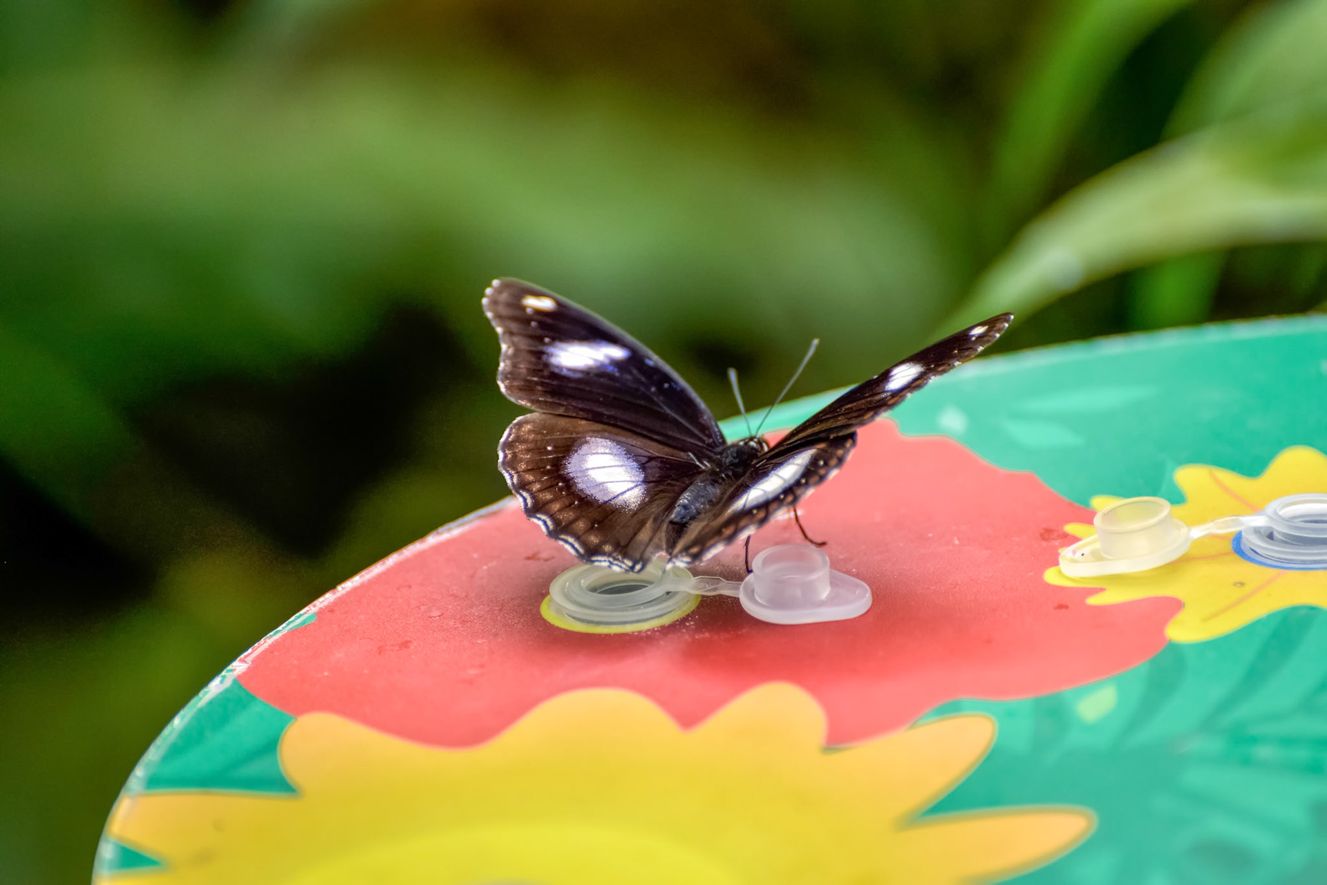 Great Eggfly Butterfly (Hypolimnas bolina)