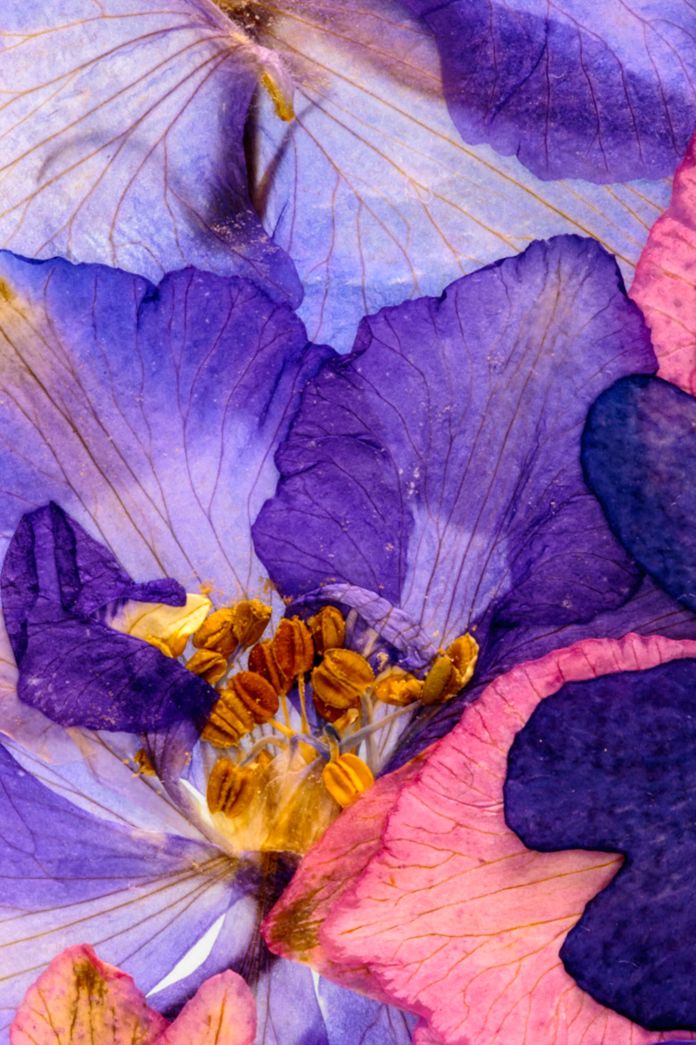 Pressed Flowers Abstract