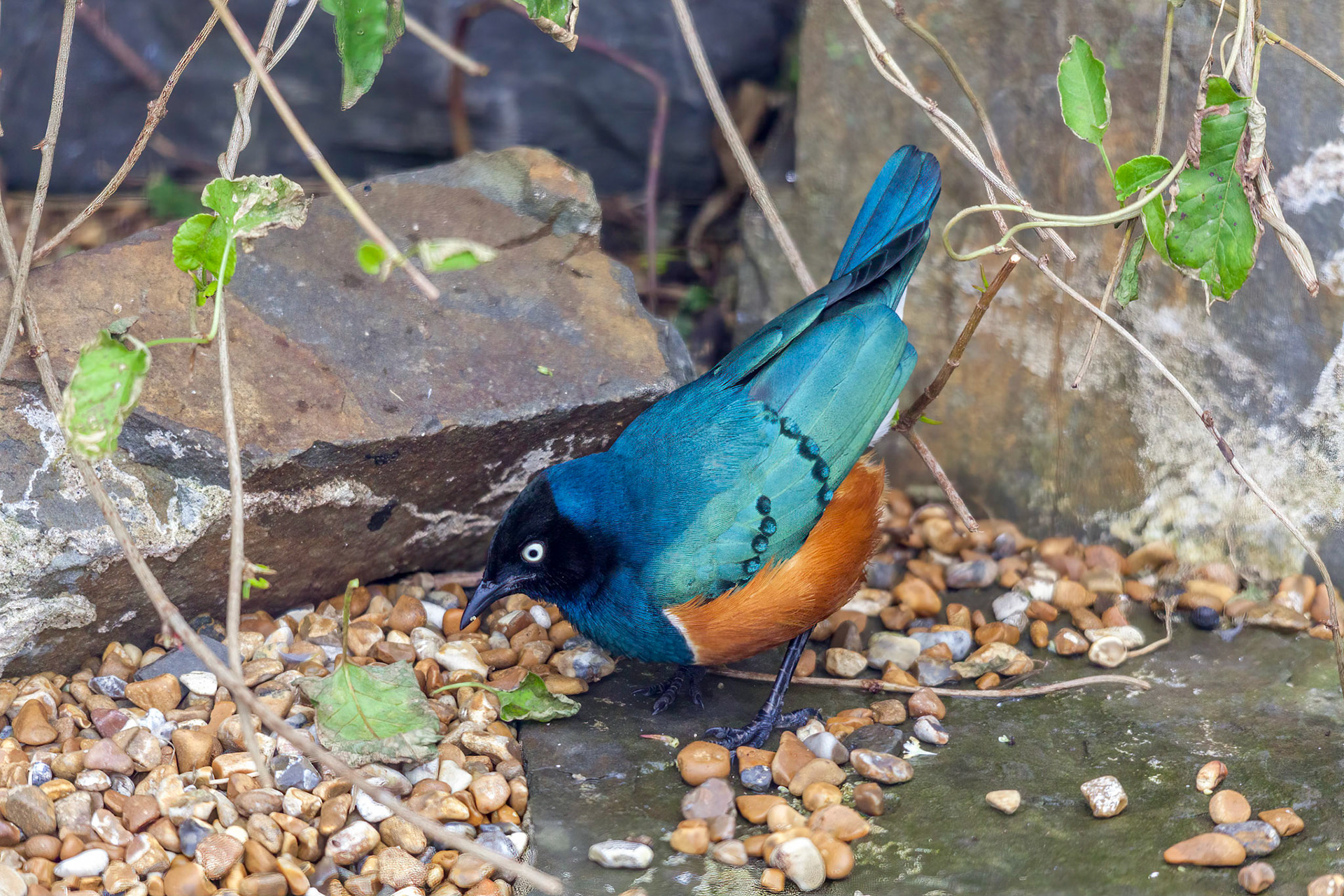 Superb Spreo Starling (Lamprotornis superbus)