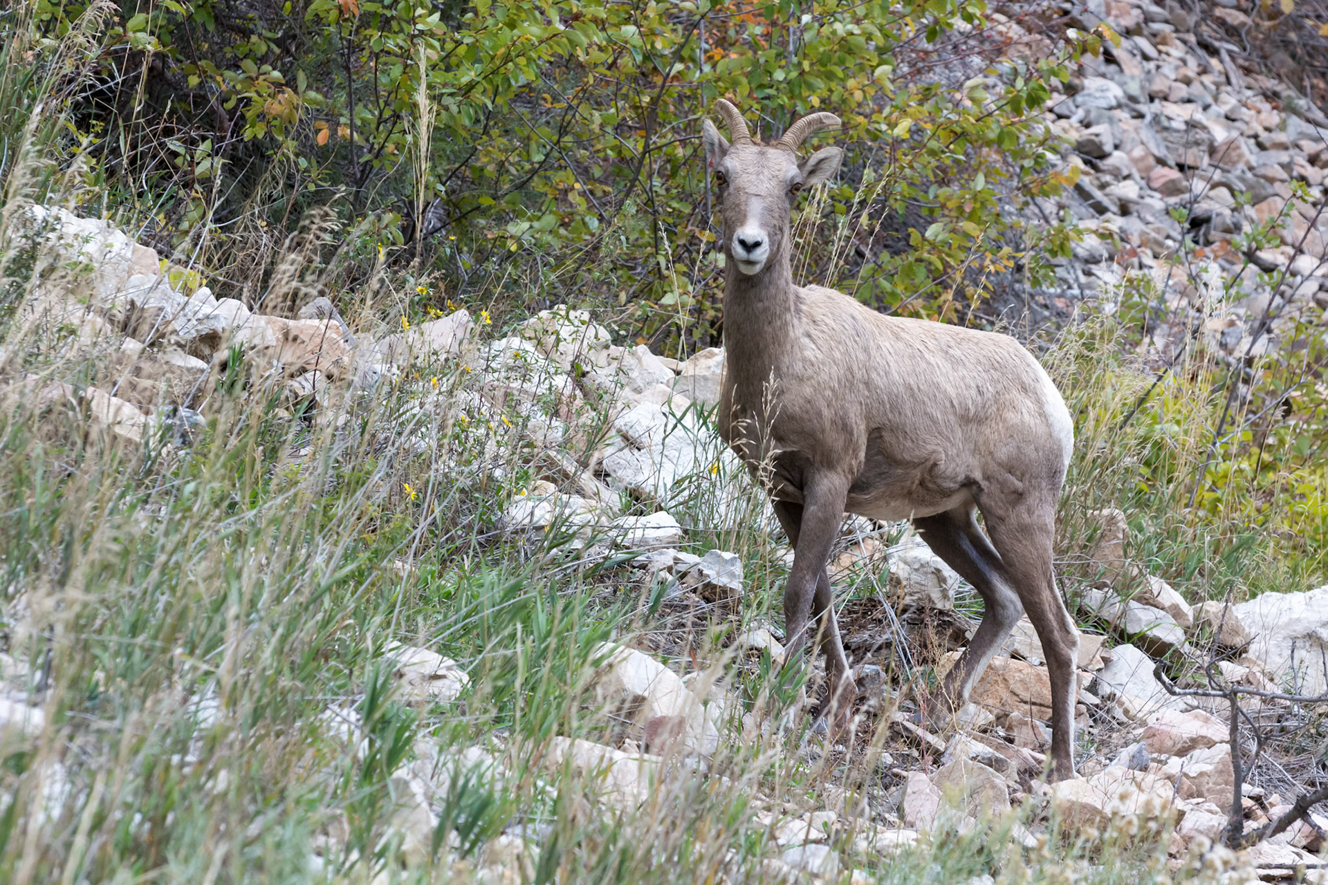 Bighorn Sheep (Ovis canadensis)