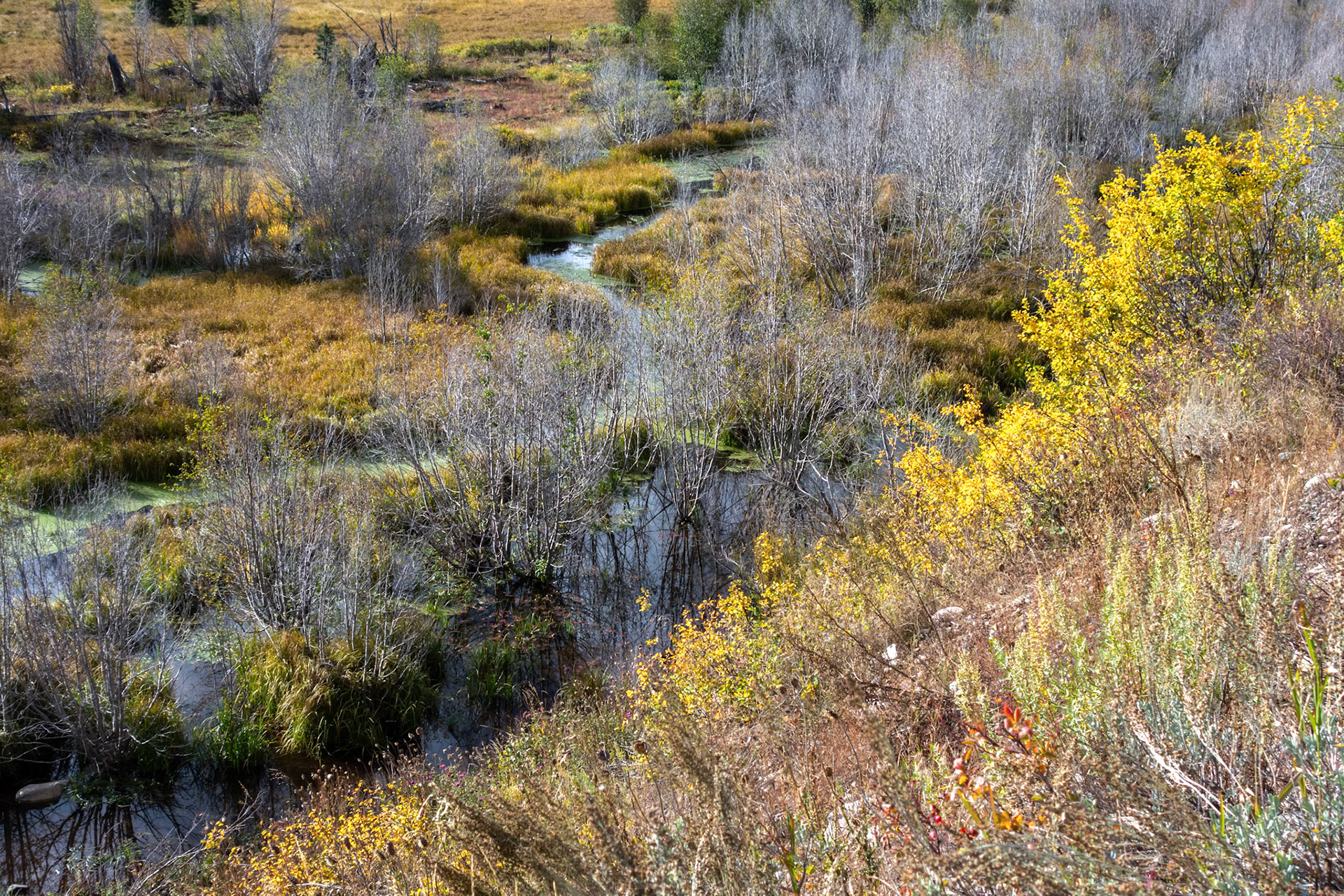 Autumn Colours in Wyoming