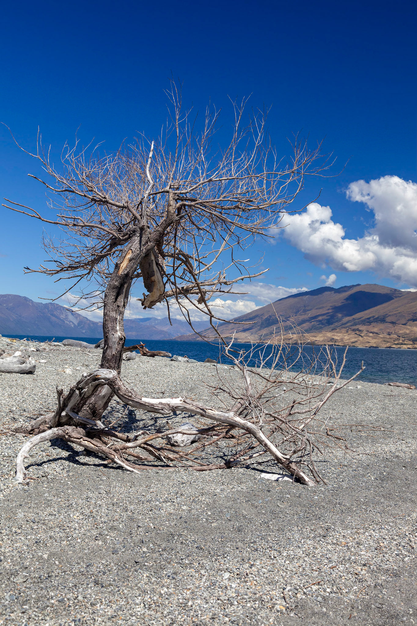 Dead tree on the banks of Lake Wanaka in New Zealand